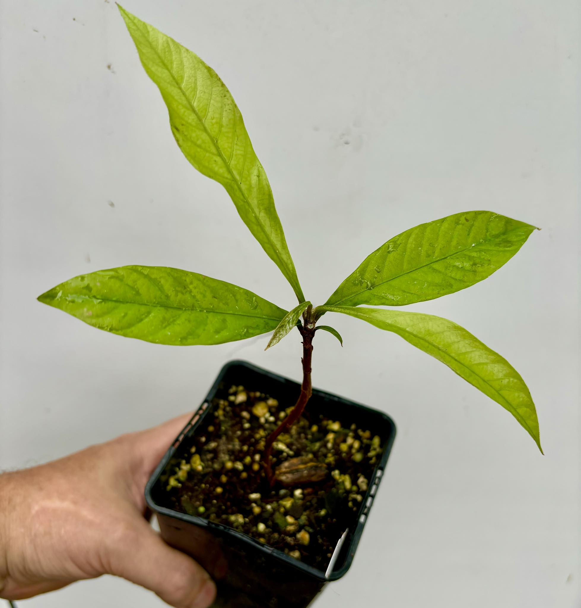 Coite de Leite (Pouteria nordestinensis) 1 potted plant / 1 getopfte Pflanze