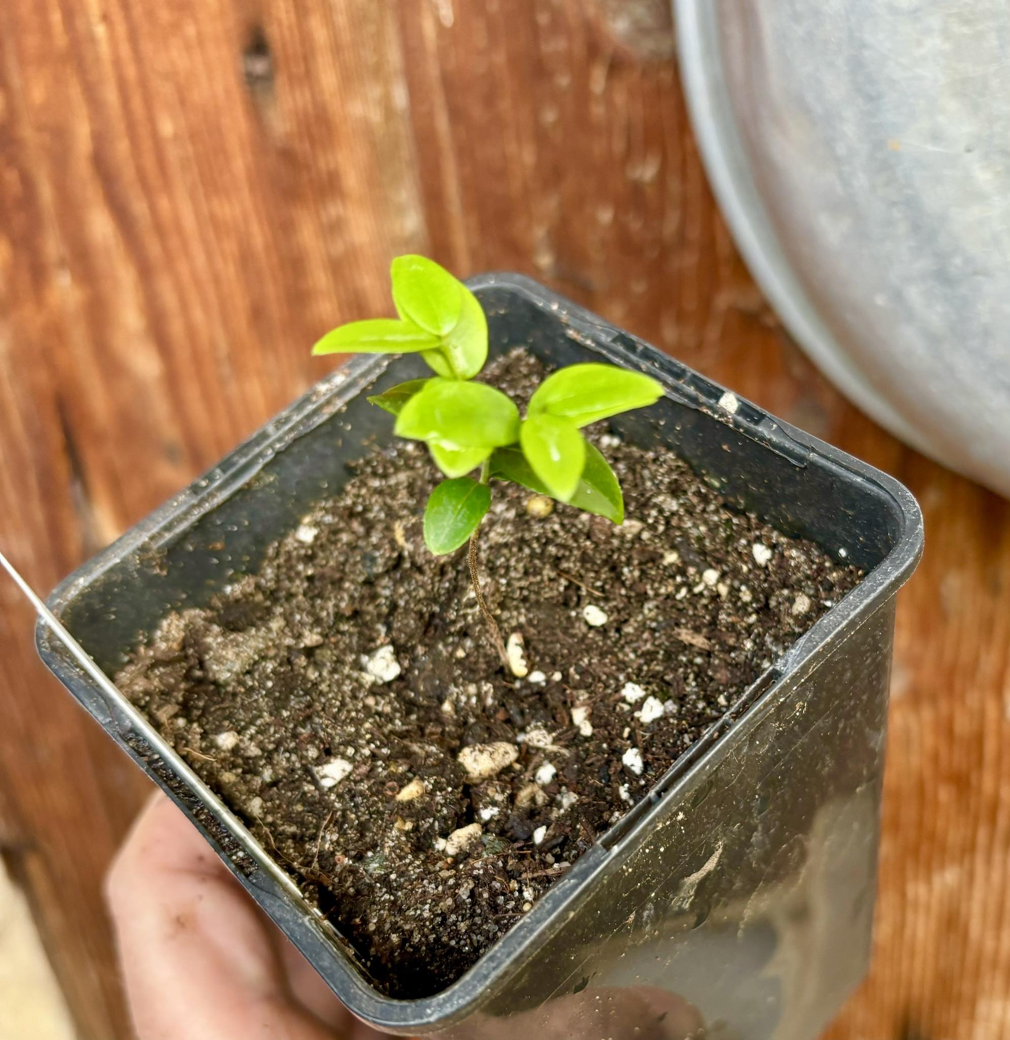 Plinia sp Canelinha Polpa rosea - 1 small potted seedling / 1 kleiner, getopfter Sämling