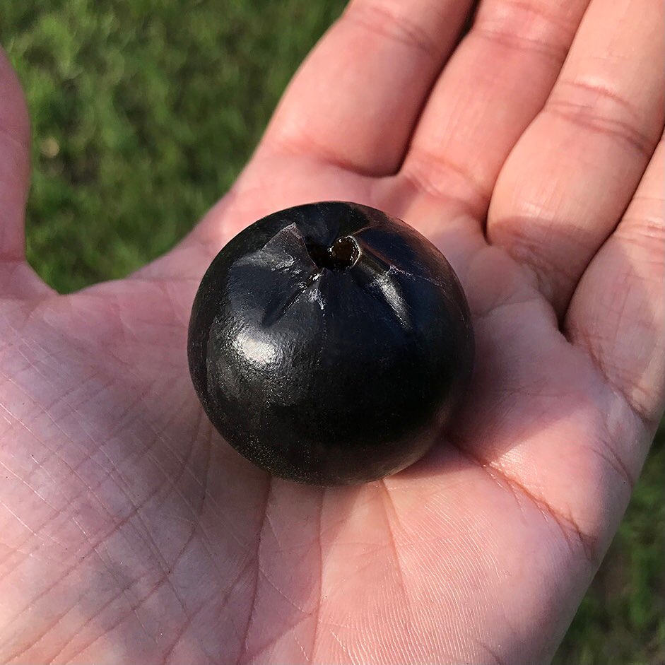 Marmelada (Cordiera sessilis) - 1 germinated seed  / 1 gekeimter Samen