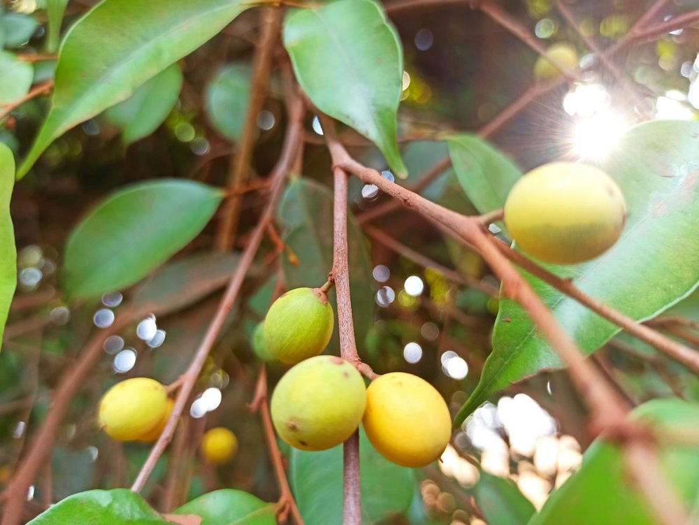 Abiuzinho - Micropholis venulosa  -  1 germinated seed / 1 gekeimter Samen