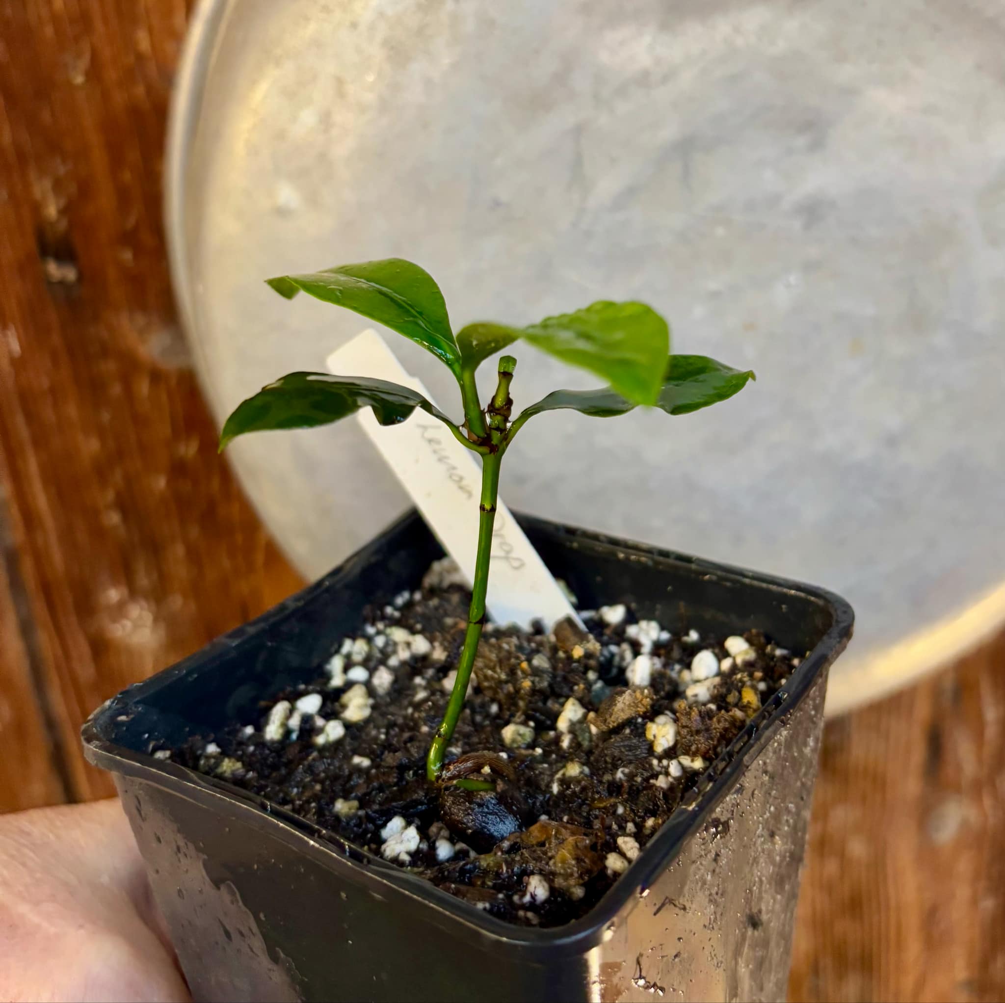 Lemon Drop Mangosteen (Garcinia intermedia) - 1 small potted plant / 1 kleine, getopfte Pflanze