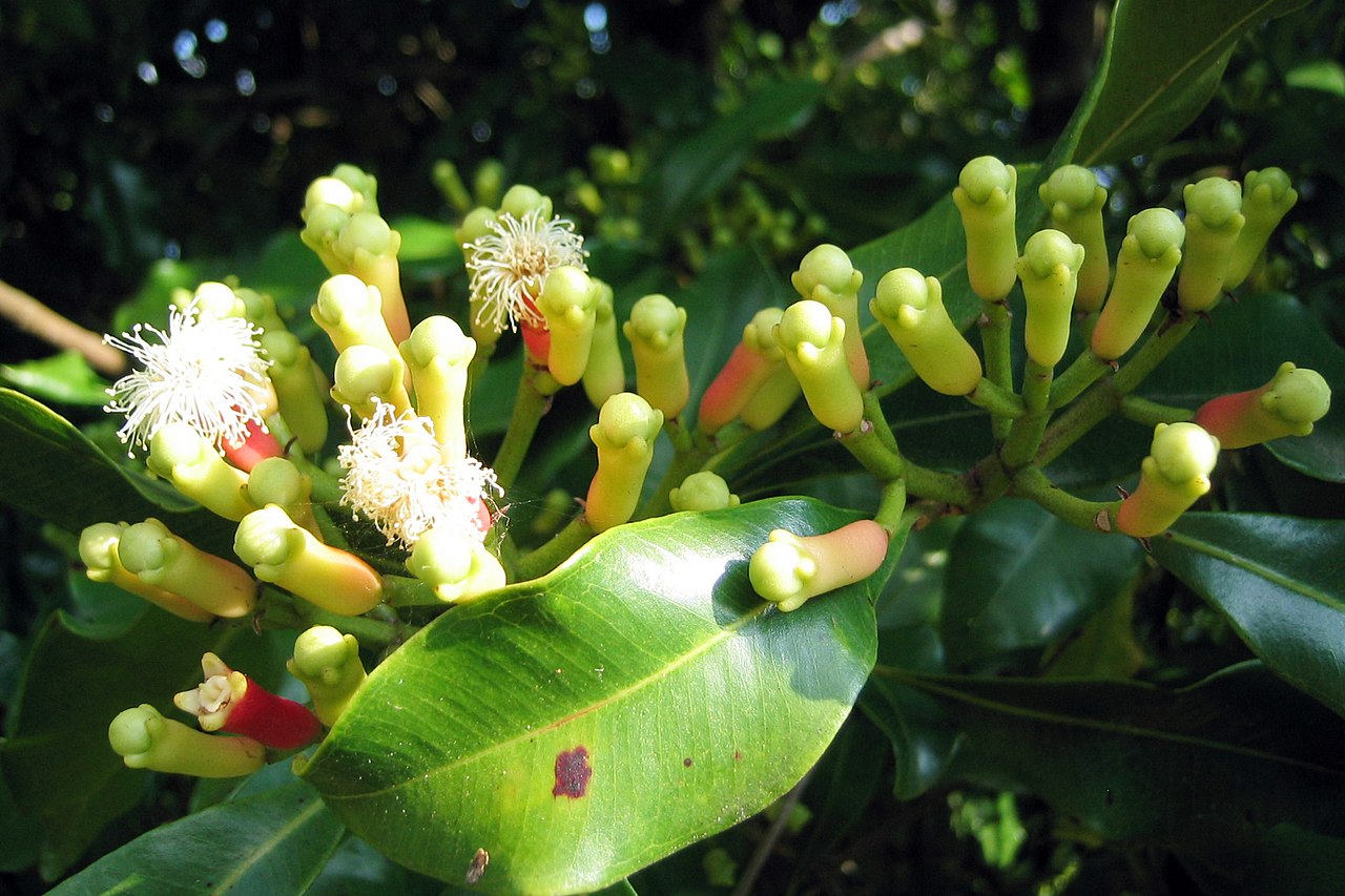 Syzygium aromaticum - Clove - Gewürznelke - 1 germinated seed / 1 gekeimter Samen