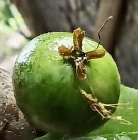 Plinia sp Pai Pedro -  1 fresh seed / 1 frischer Samen