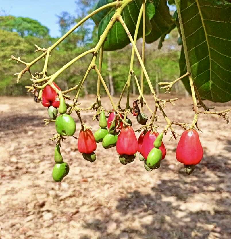 Cajuzinho - Anacardium humile - 2 fresh seeds / 2 frische Samen