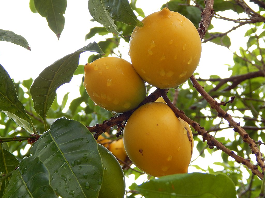 Abiu (Pouteria caimito) - 1 germinated seed / 1 gekeimter Samen