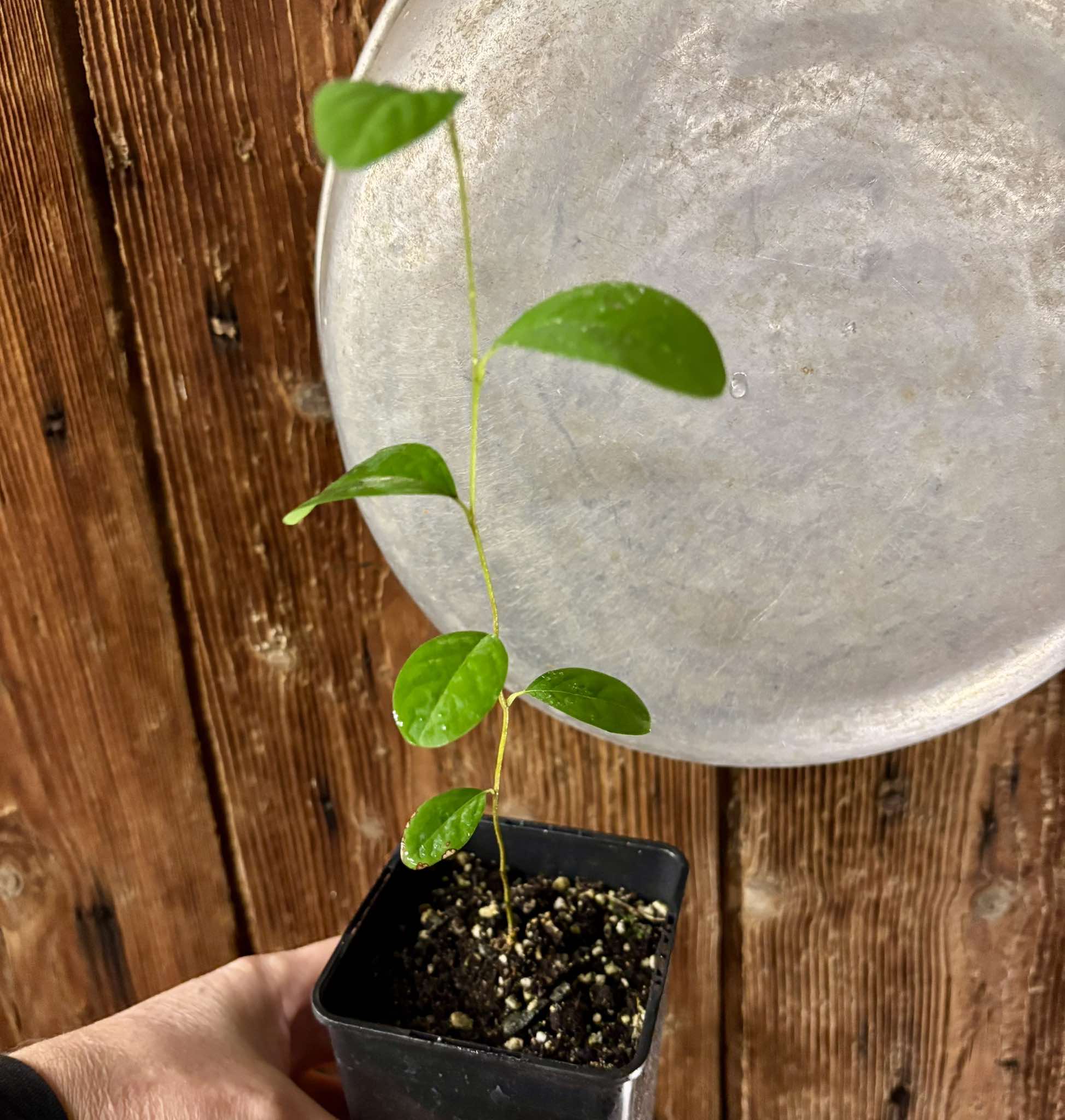 Annona cornifolia - Araticum de Raposa  - 1 potted plant / 1 getopfte Pflanze