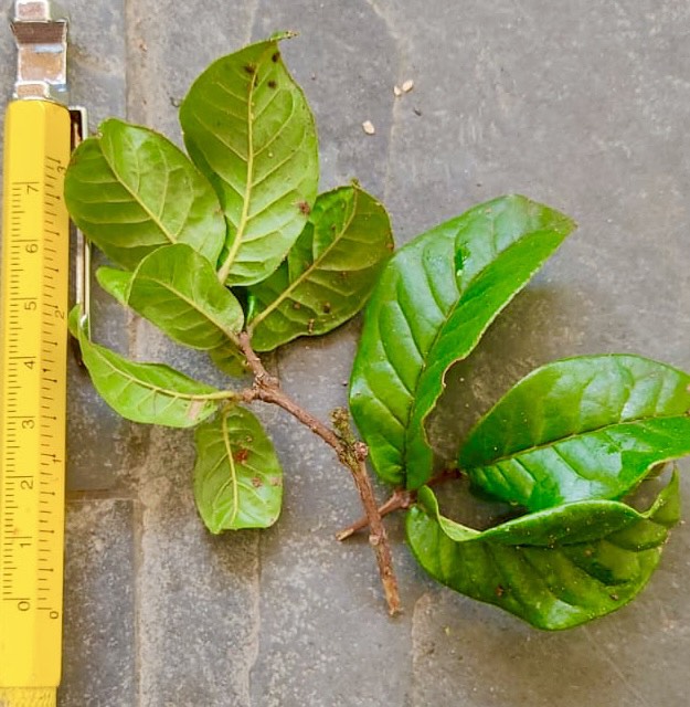 Campomanesia sp Roxa Turiba - 1 small potted seedling / 1 kleiner, getopfter Sämling