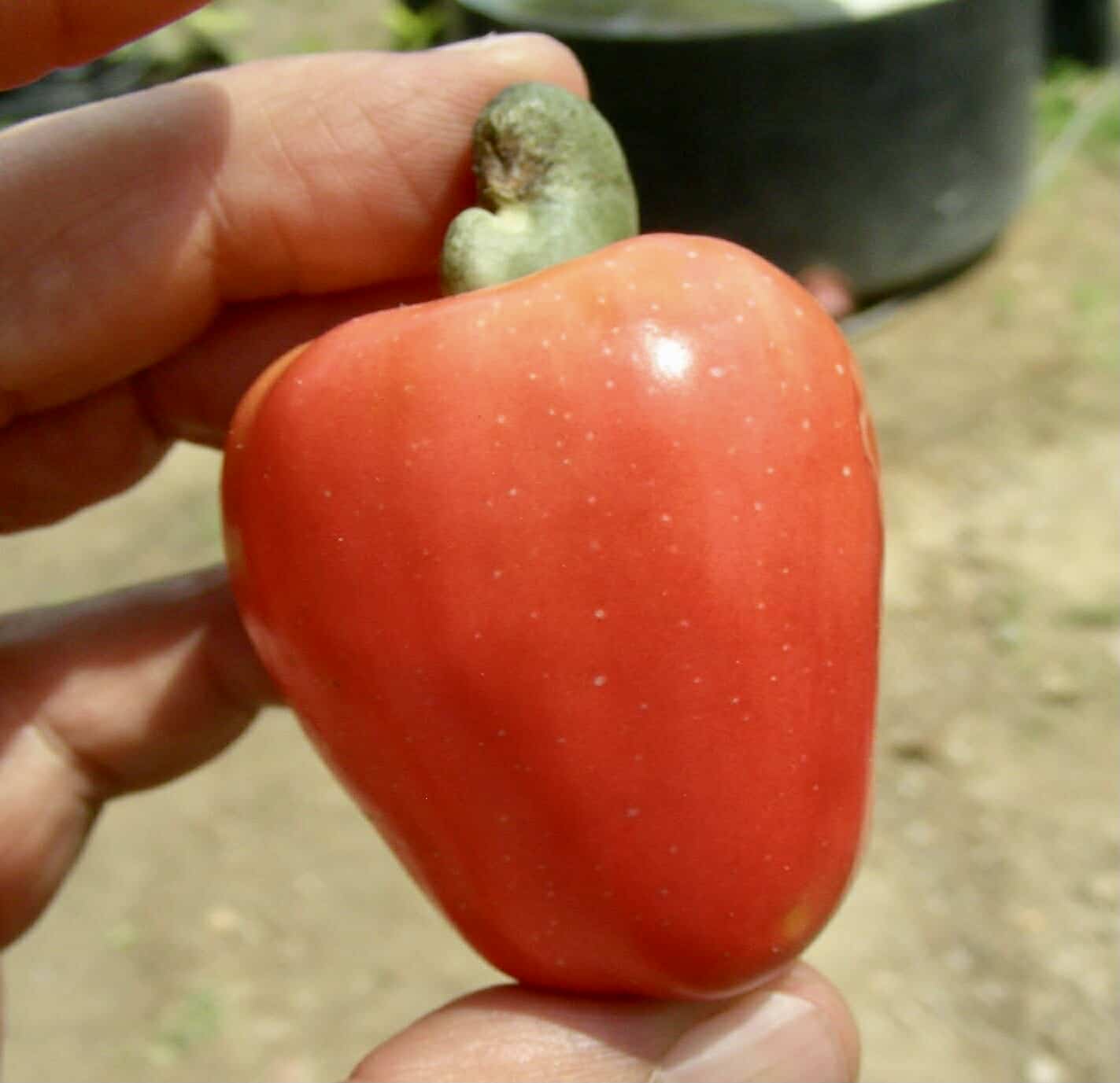 Cajuzinho - Anacardium humile - 2 fresh seeds / 2 frische Samen