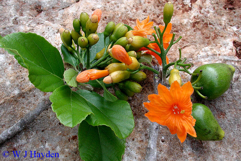 Zirikote (Cordia dodecandra) - 1 fresh seed / 1 frischer Samen