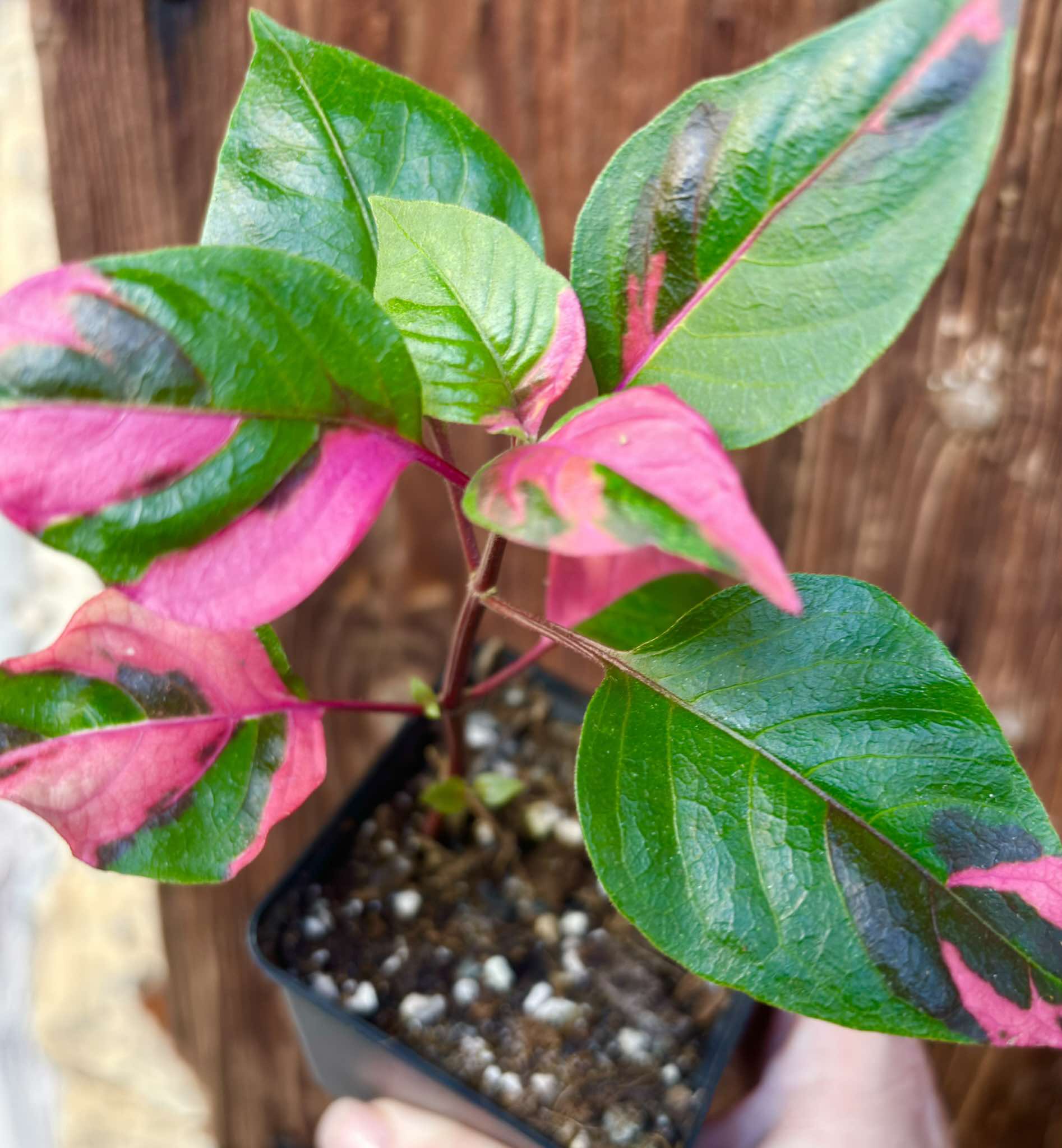 Alternanthera ficoidea - Party Time - 1 potted plant / 1 getopfte Pflanze