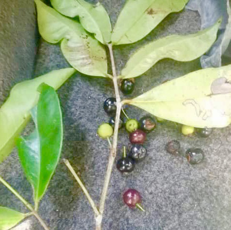 Eugenia sp Batinga Verdadeira -  1 potted plant / 1 getopfte Pflanze