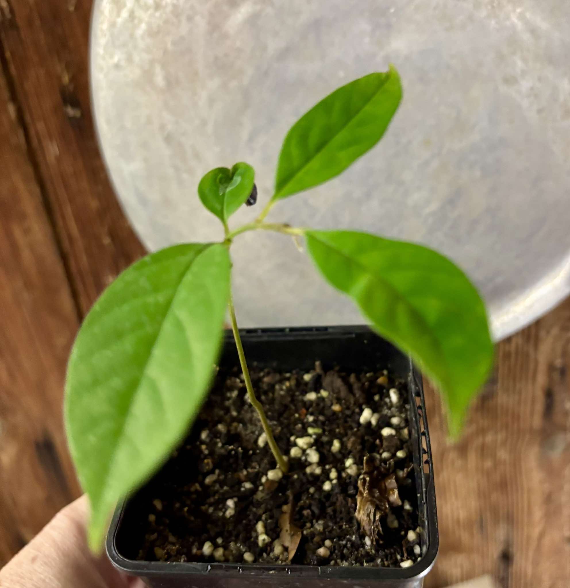 Annona cf bahiensis Folha Llisa - 1 pottet seedling / 1 getopfter Sämling