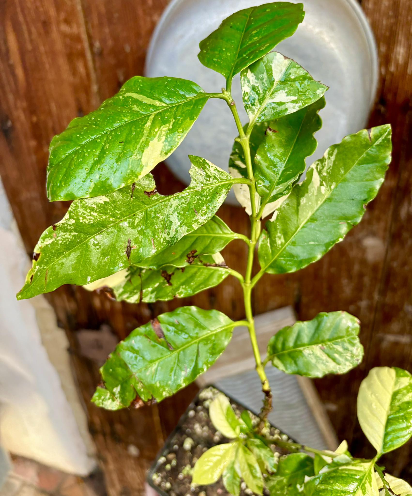 Coffee (Coffea arabica)  VARIEGATED - 1 potted plant / 1 getopfte Pflanze