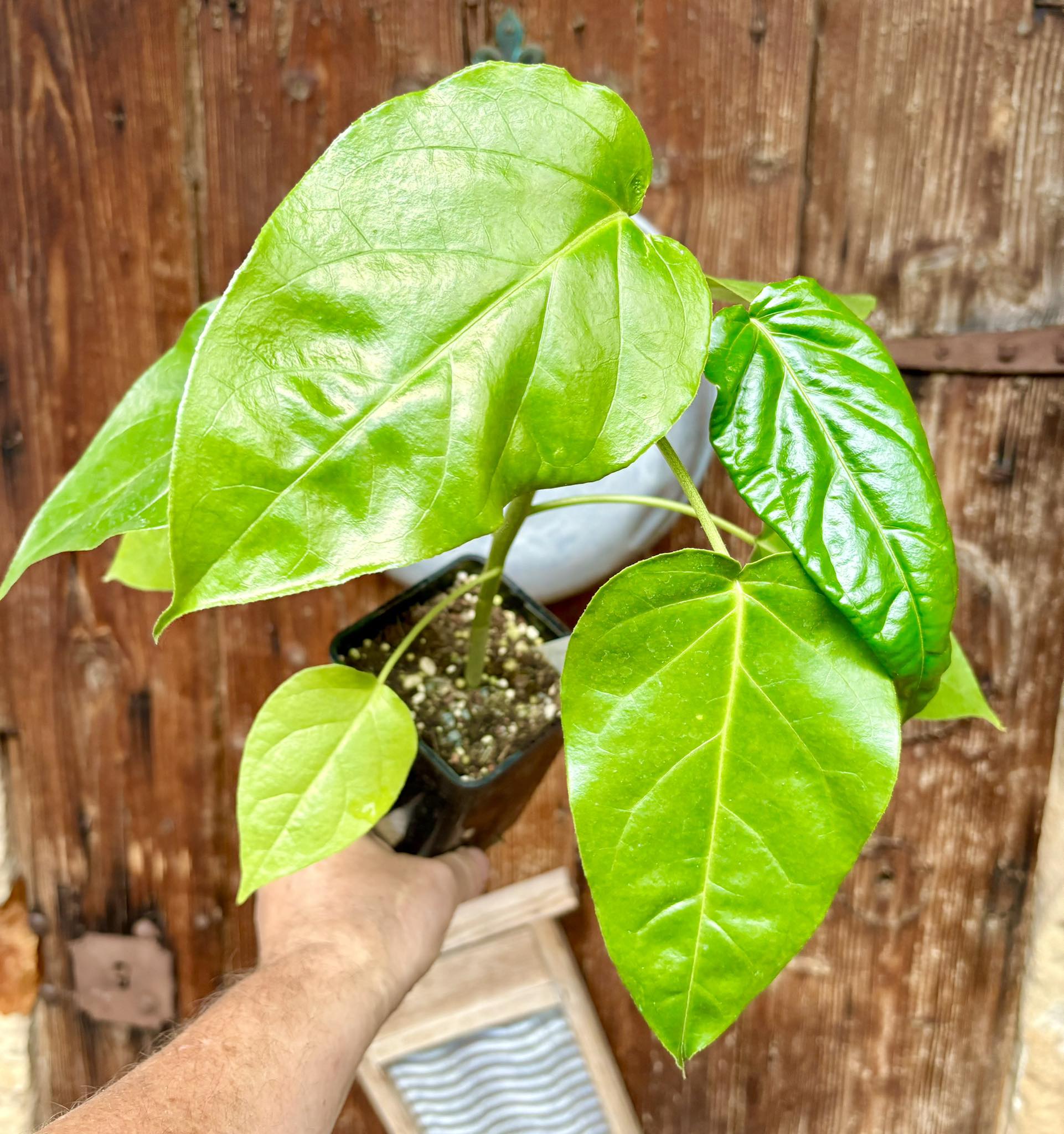 Guava Tamarillo (Solanum diploconos) - 1 potted plant / 1 getopfte Pflanze