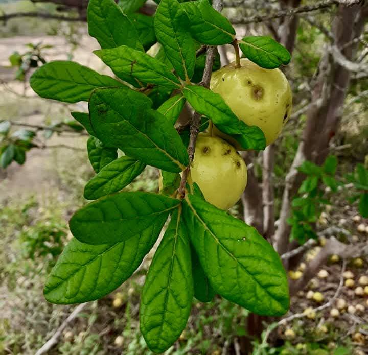 Eugenia sp Lagoa -  1 fresh seed / 1 frischer Samen