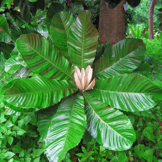 Fruta do Imperador - Martiusella imperialis - (formaly Chrysophyllum imperiale) - 1 germinated seed / 1 gekeimter Samen