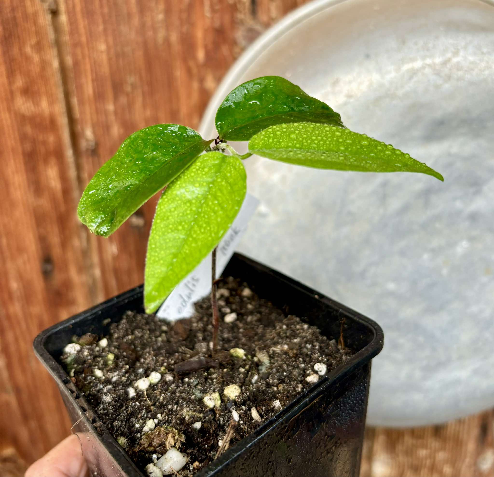 Plinia edulis - Cambuca - Red trunk - 1 potted plant / 1 getopfte Pflanze