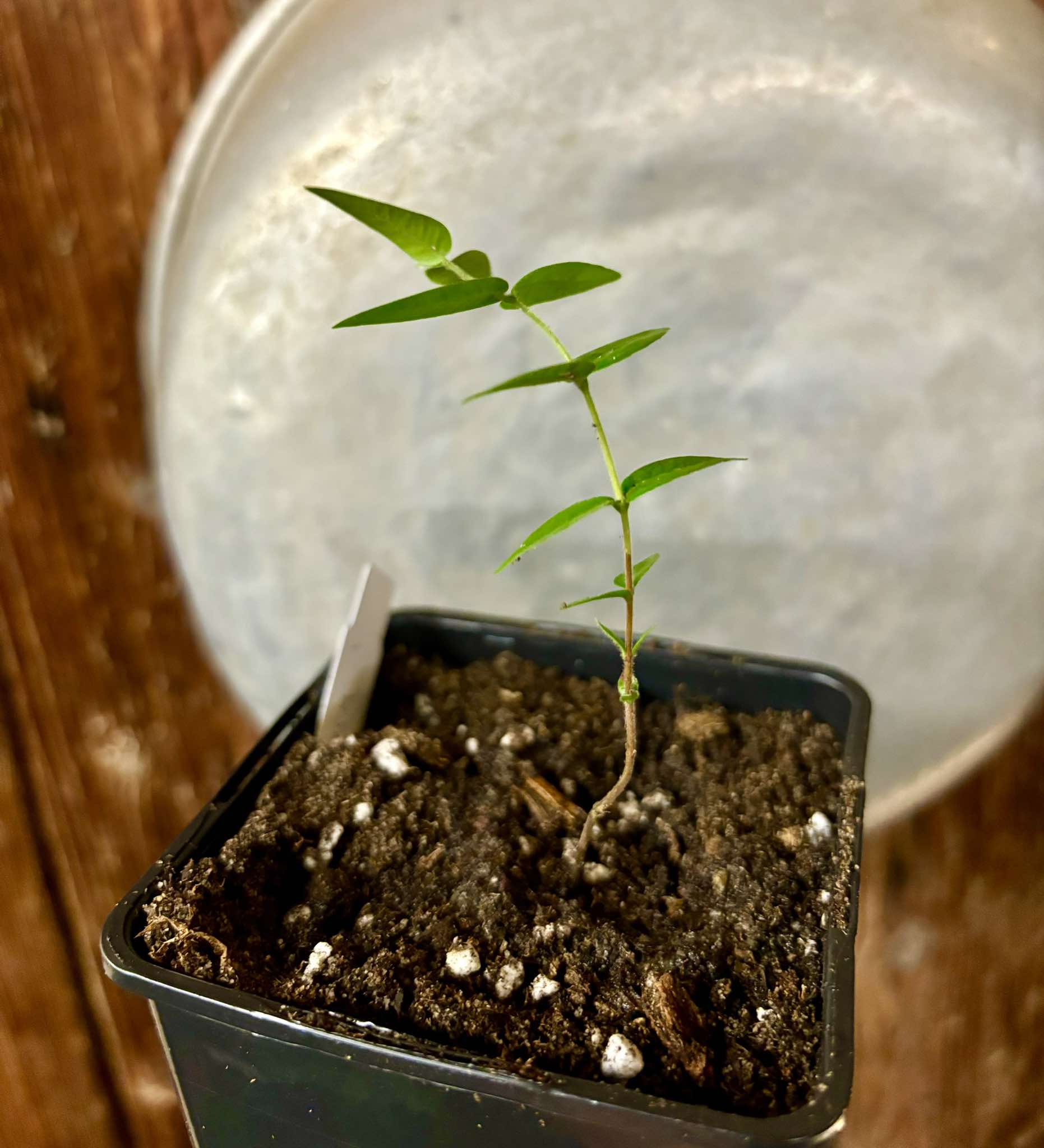 Myrciaria pilosa -  1 small potted seedling  / 1 kleiner getopfter Sämling