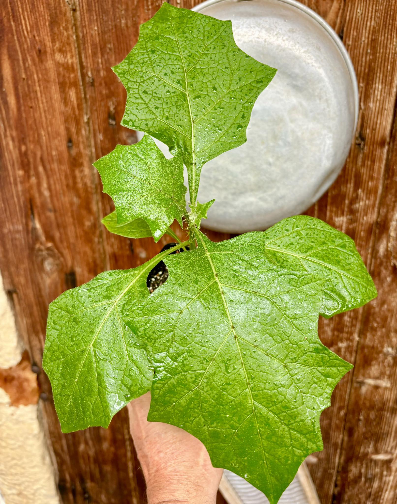 Juã-Açu - Solanum oocarpum - 1 potted plant / 1 getopfte Pflanze