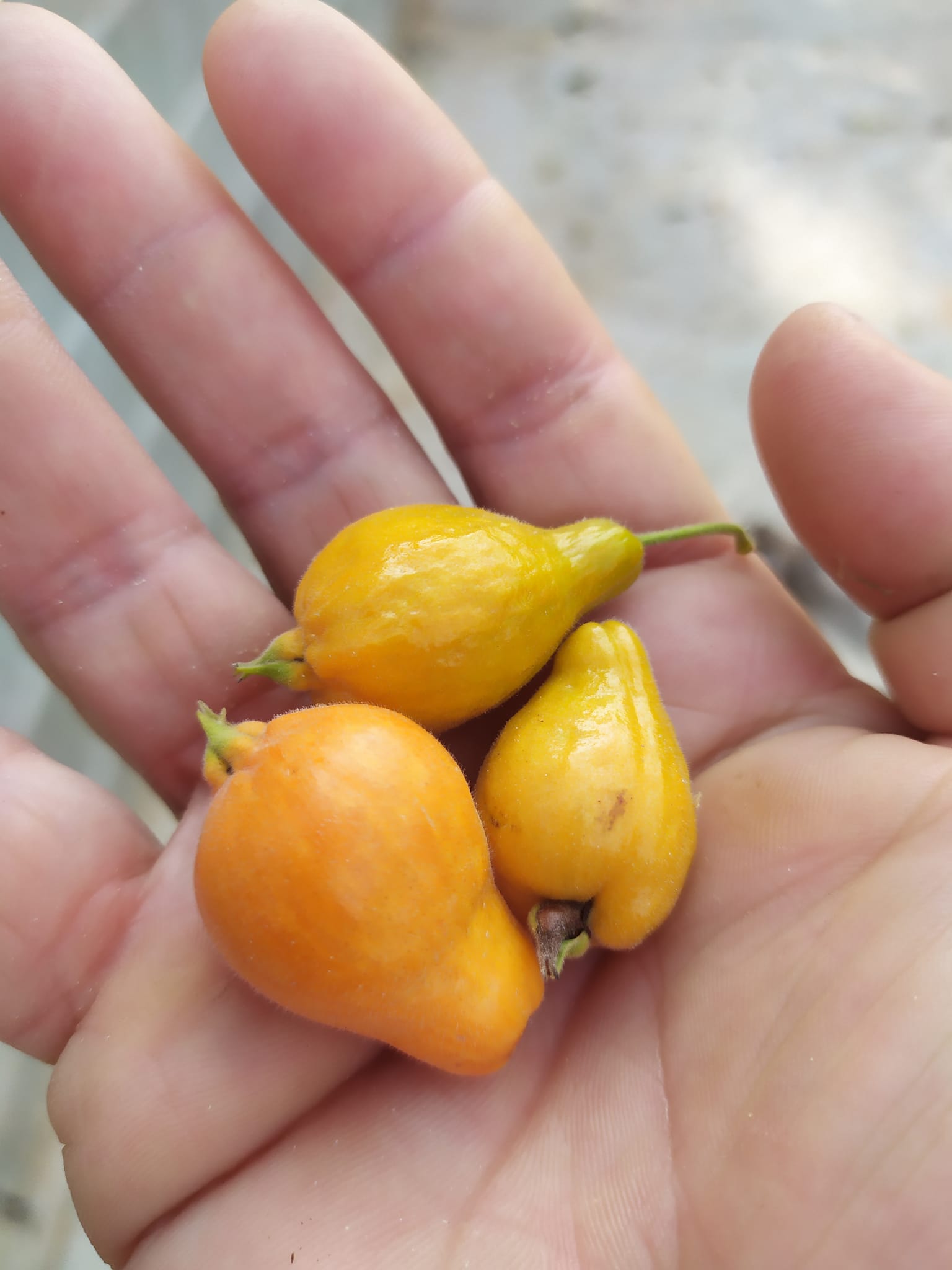 Eugenia sp Guajuba graudas -  1 germinated seed / 1 gekeimter Samen