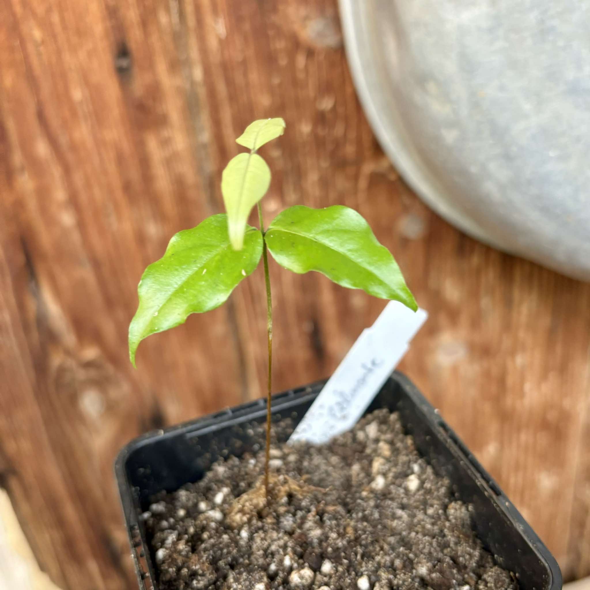 Eugenia sp Belmonte -  1 small potted seedling / 1 kleiner, getopfter Sämling