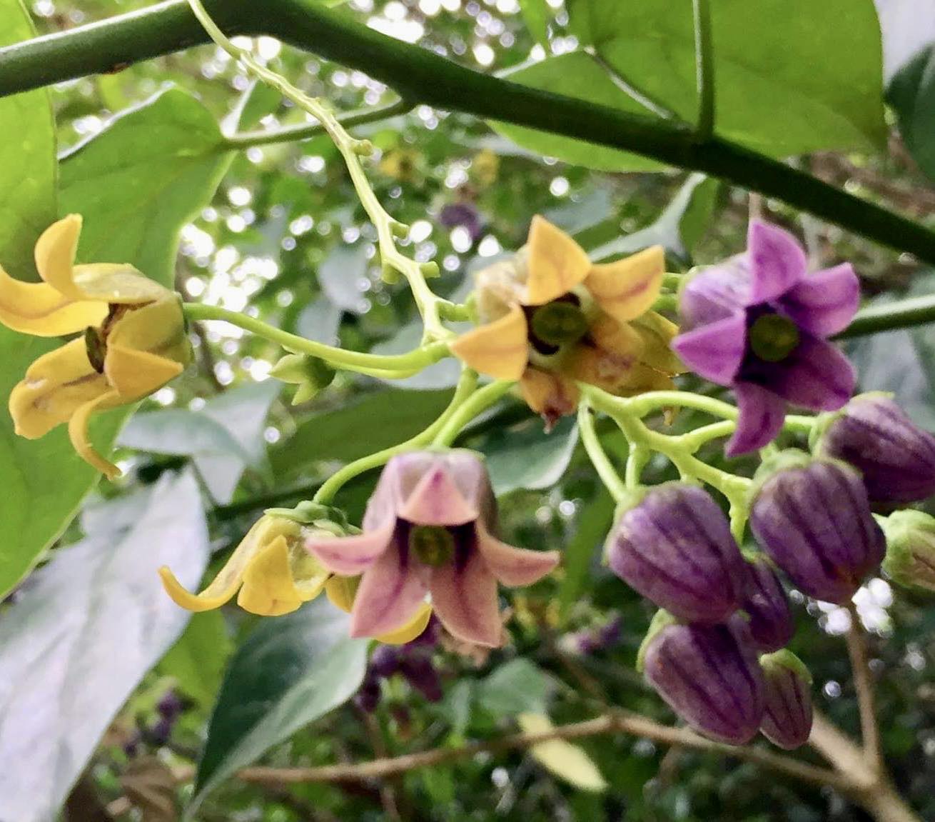 Guava Tamarillo (Solanum diploconos) - 1 potted plant / 1 getopfte Pflanze