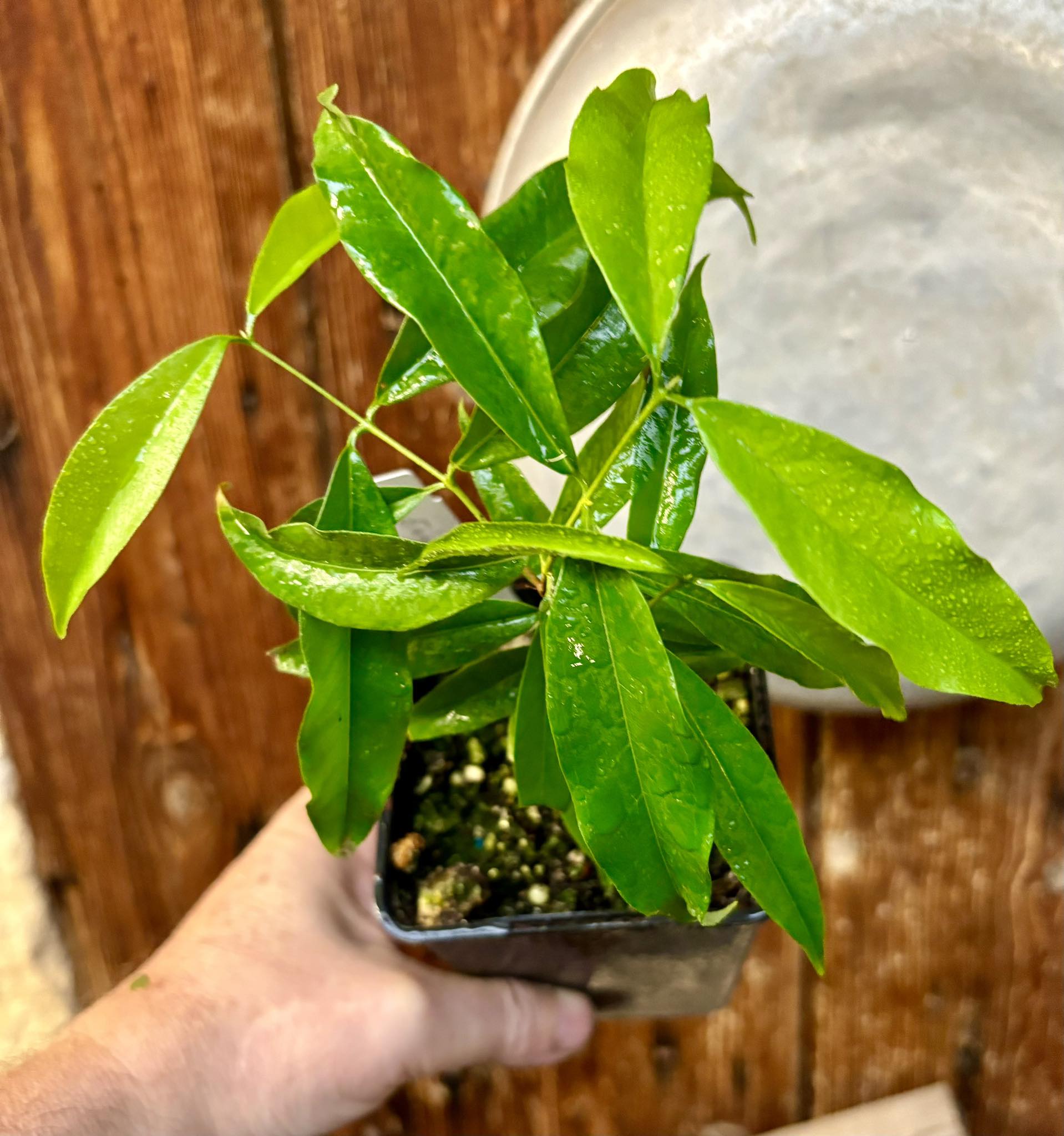 Rainforest Plum (Eugenia candolleana) - 1 potted plant, 1 getopfte Pflanze