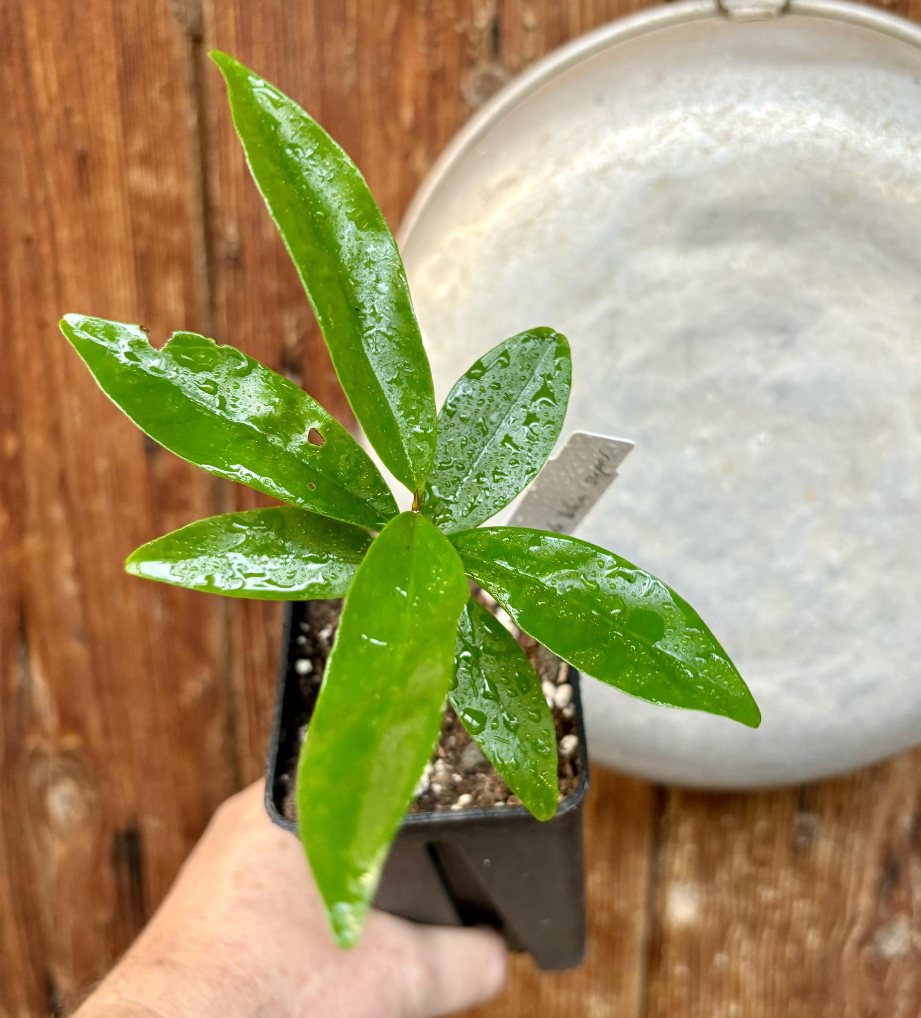 Eugenia sp Cereja Grande da Bahia - 1 potted plant / 1 getopfte Pflanze