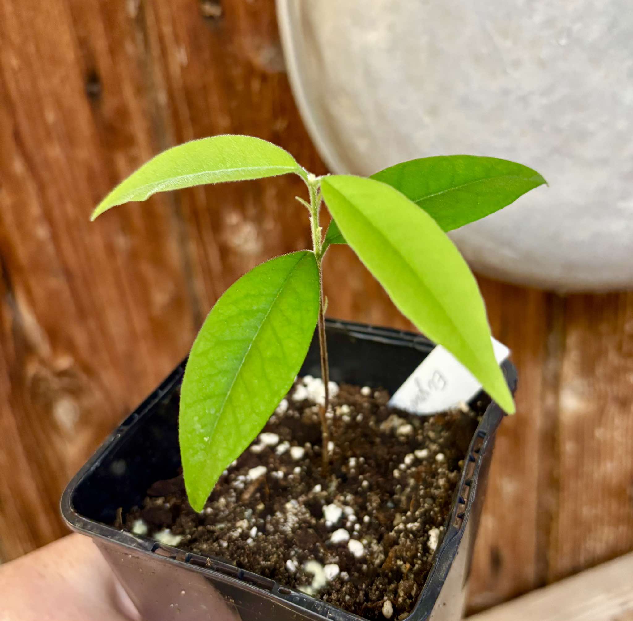 Eugenia oblongata - 1 small potted seedling / 1 kleiner, getopfter Sämling