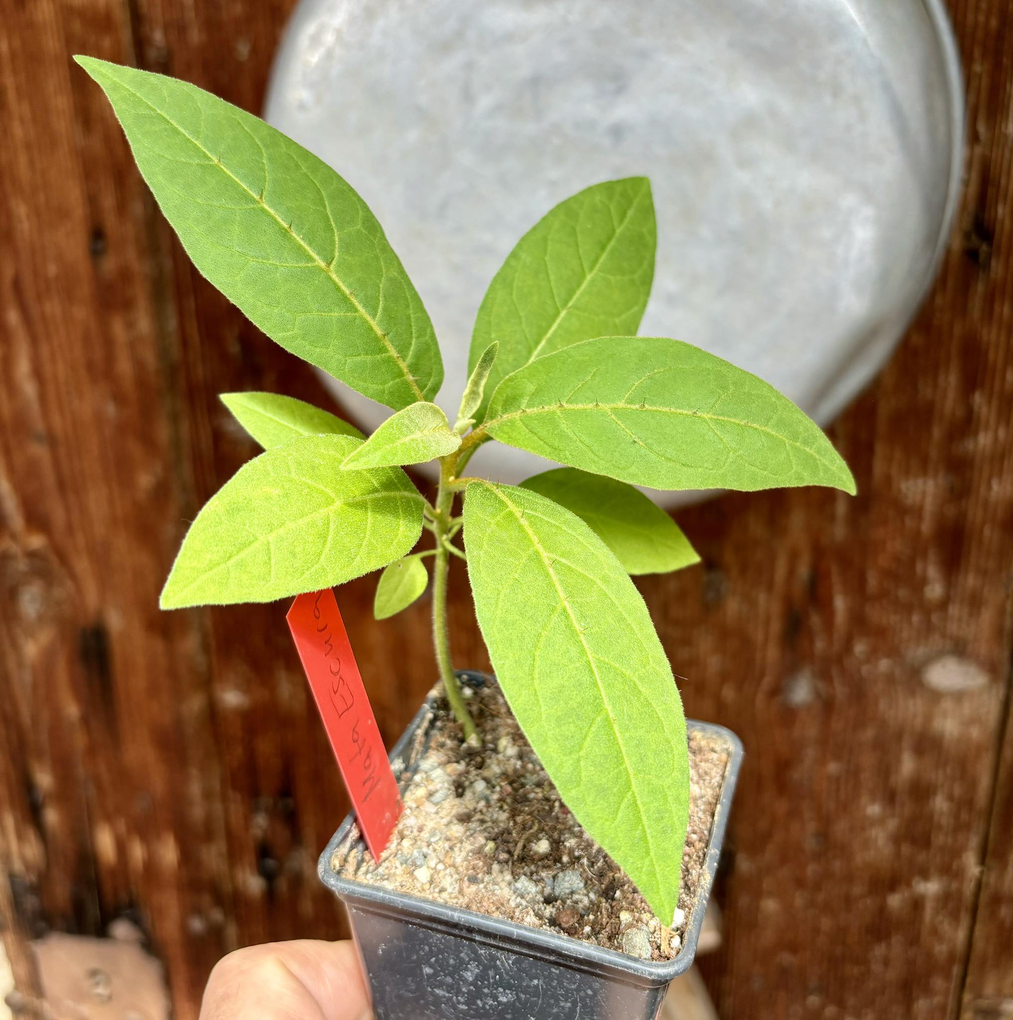 Solanum sp. Mata Escura - 1 potted plant / 1 getopfte Pflanze