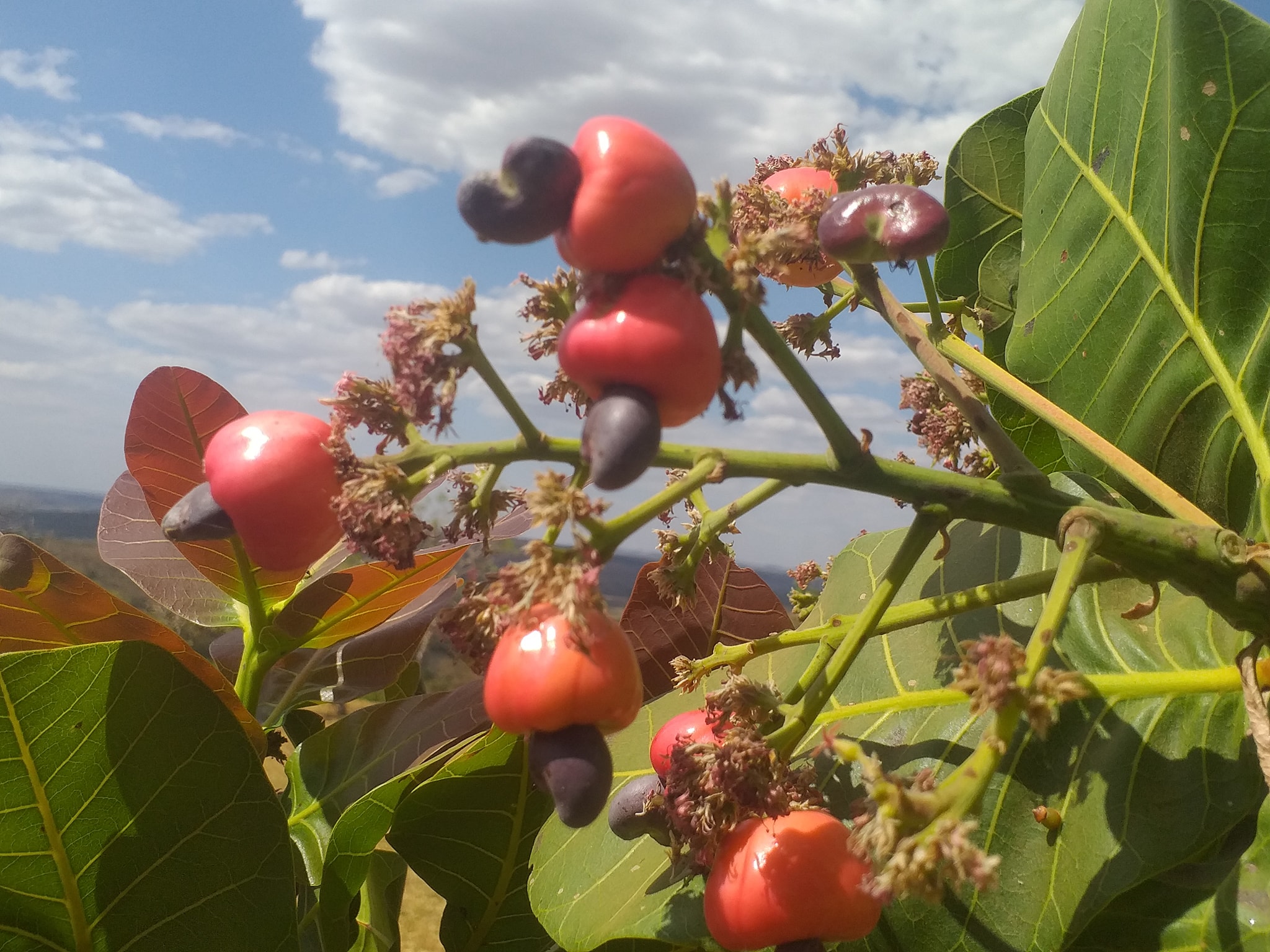 Cajuzinho - Anacardium humile - 2 fresh seeds / 2 frische Samen