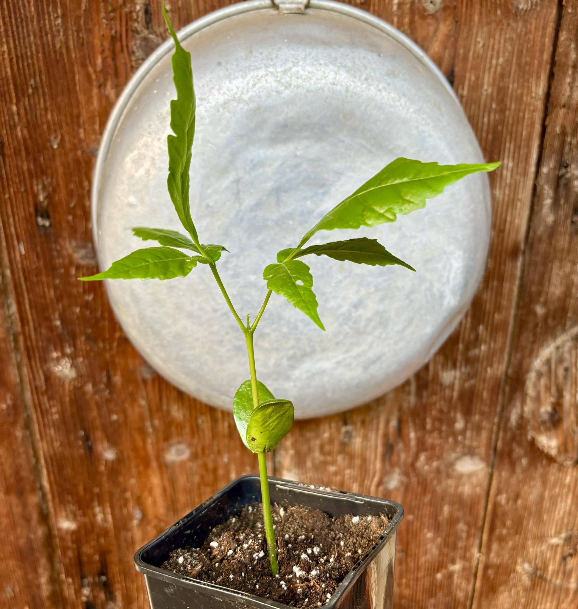 Santol (Sandoricum koetjape)  - 1 potted plant / 1 getopfte Pflanze