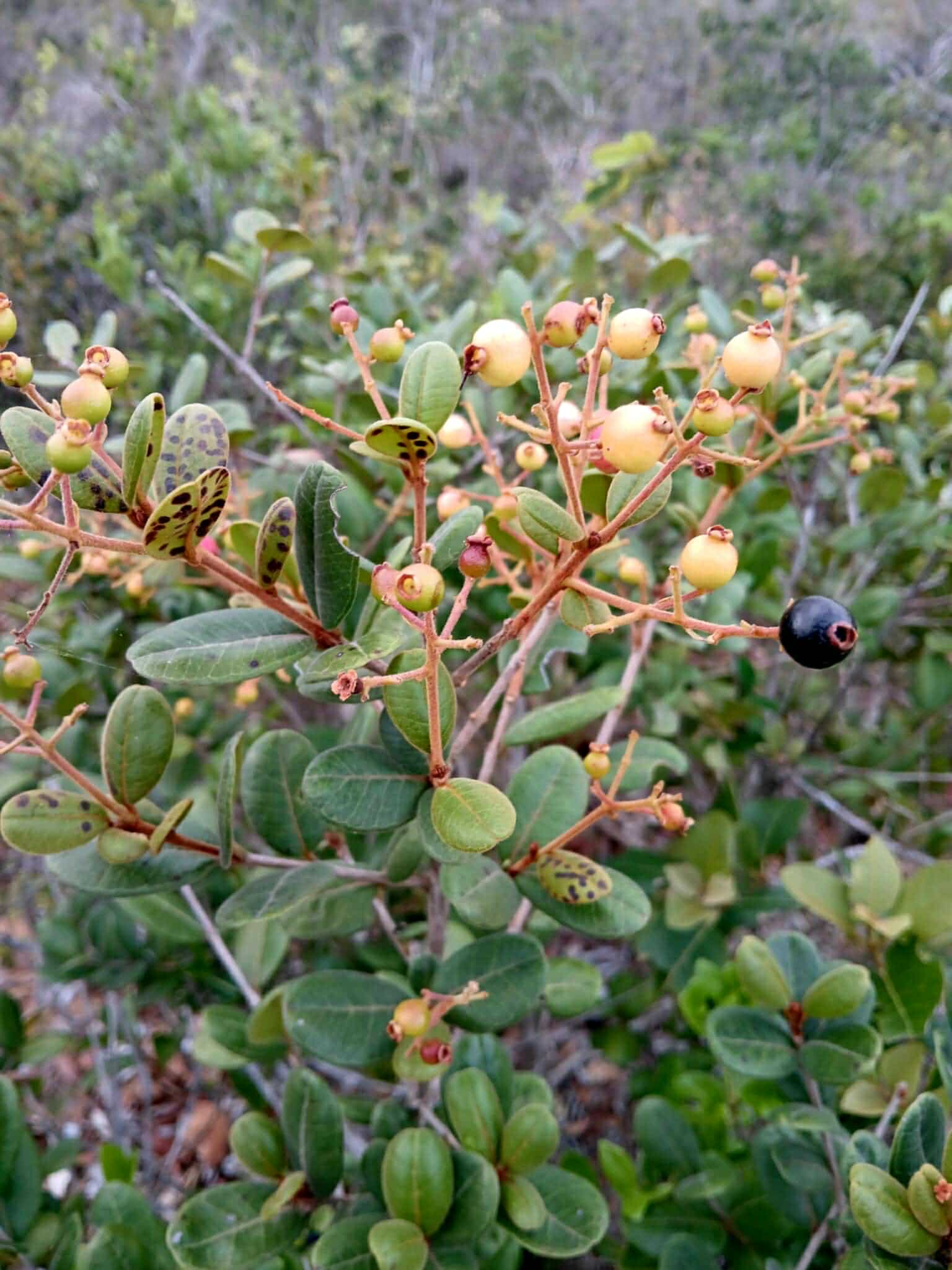 Myrcia sp Diamantina -  3 fresh seeds / 3 frische Samen