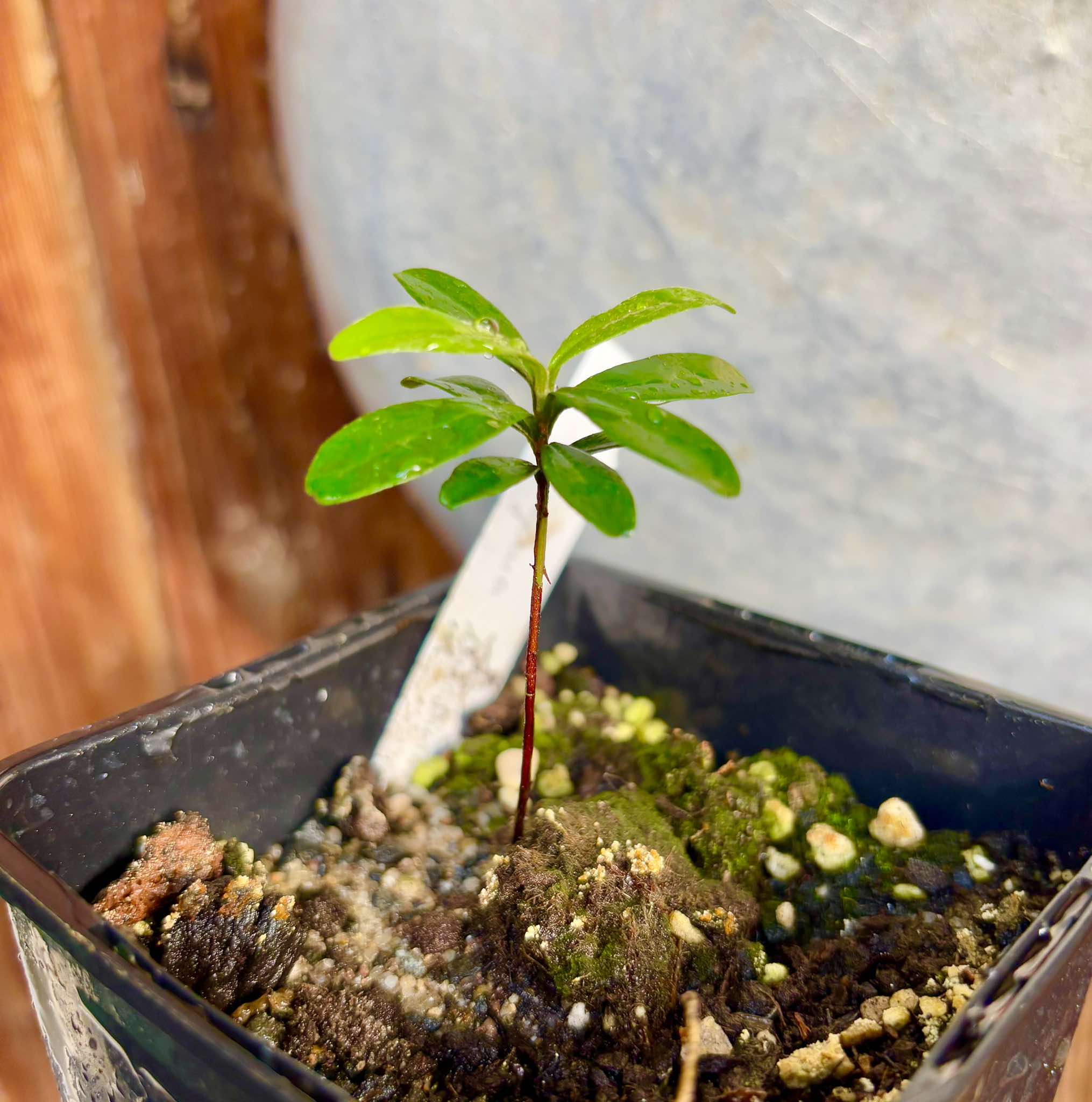 Pitomba (Eugenia luschnathiana) - 1 potted plant / 1 getopfte Pflanze