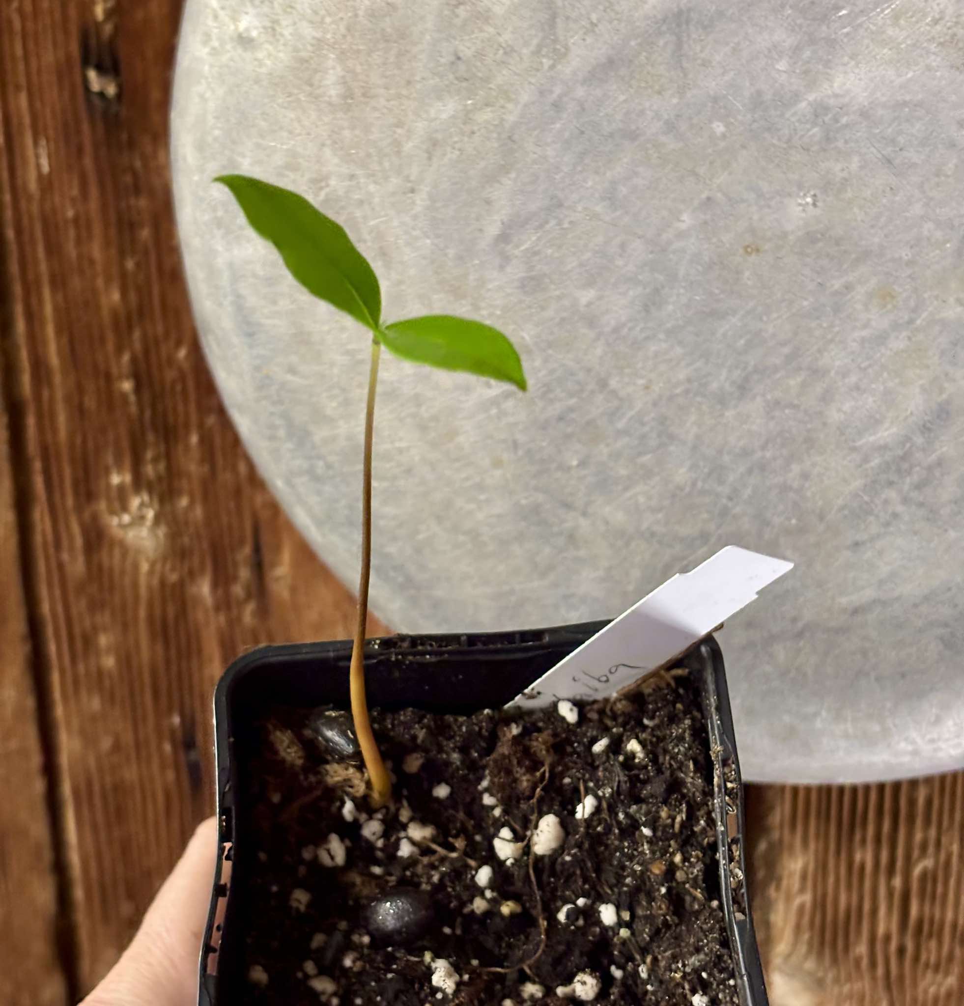 Duguetia lanceolata - Pindaiba - 1 small potted seedling / 1 kleiner, getopfter Sämling