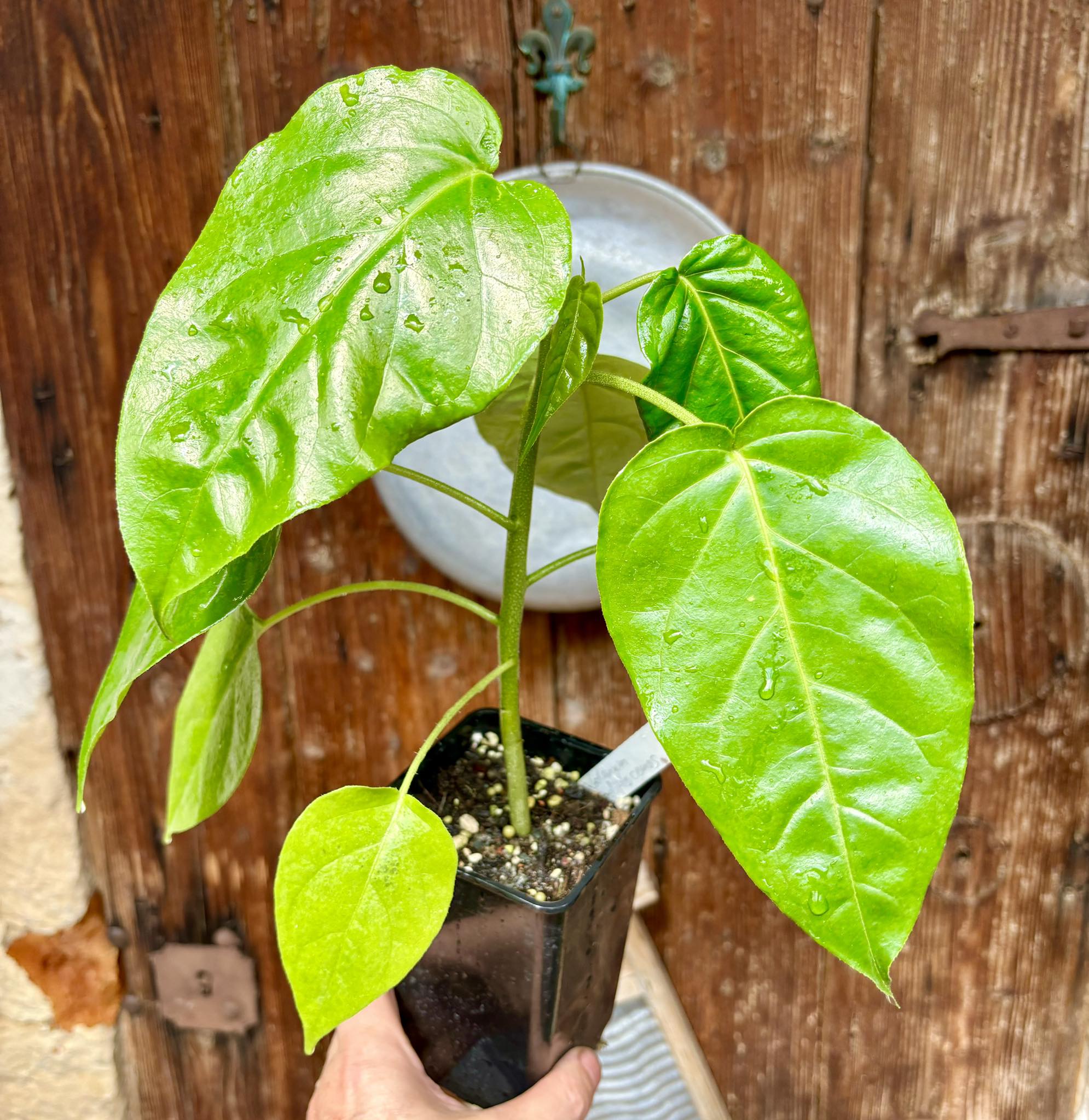 Guava Tamarillo (Solanum diploconos) - 1 potted plant / 1 getopfte Pflanze