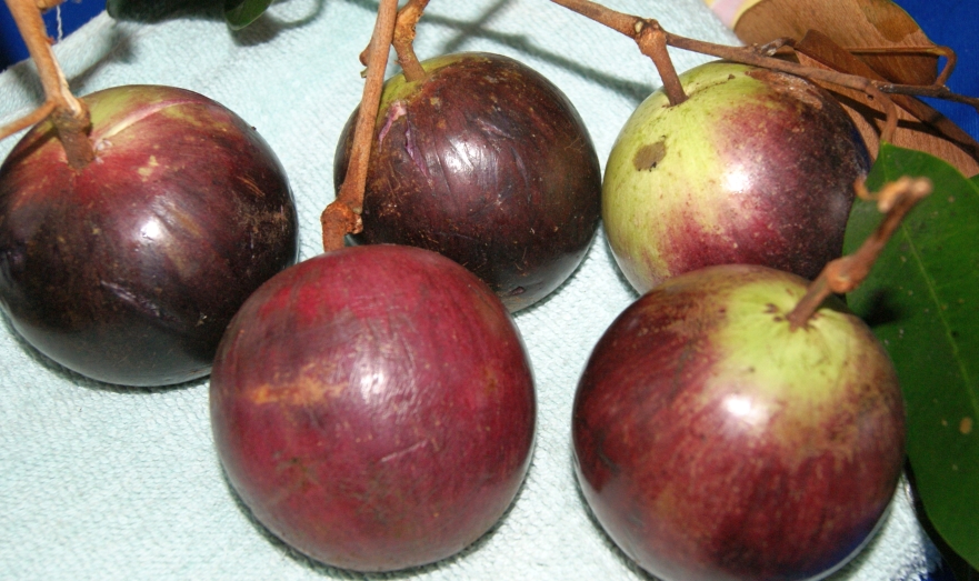 Star Apple - Chrysophyllum cainito - 1 potted plant / 1 getopfte Pflanze