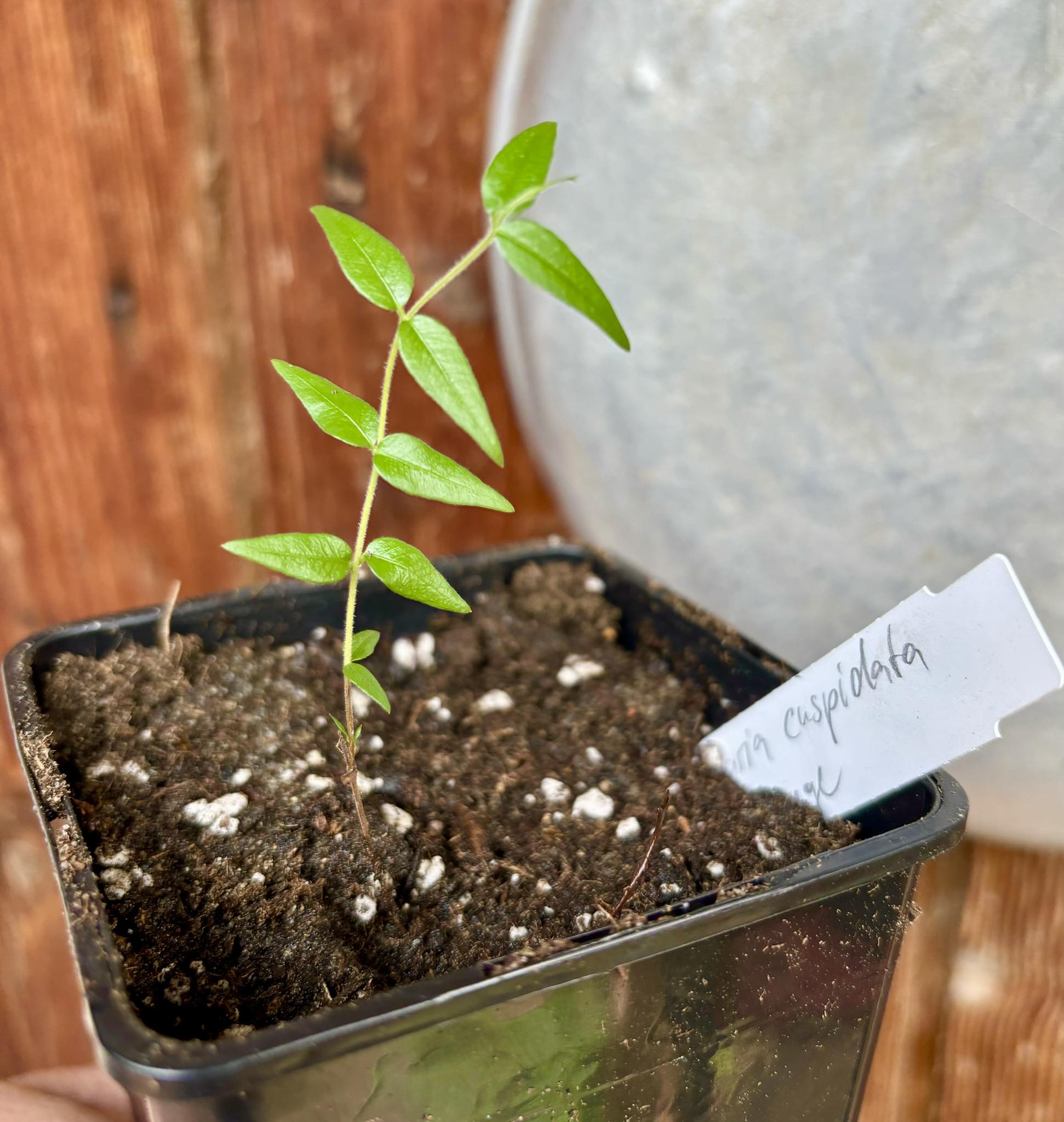 Myrciaria cuspidata ORANGE - 1 potted plant / 1 getopfte Pflanze