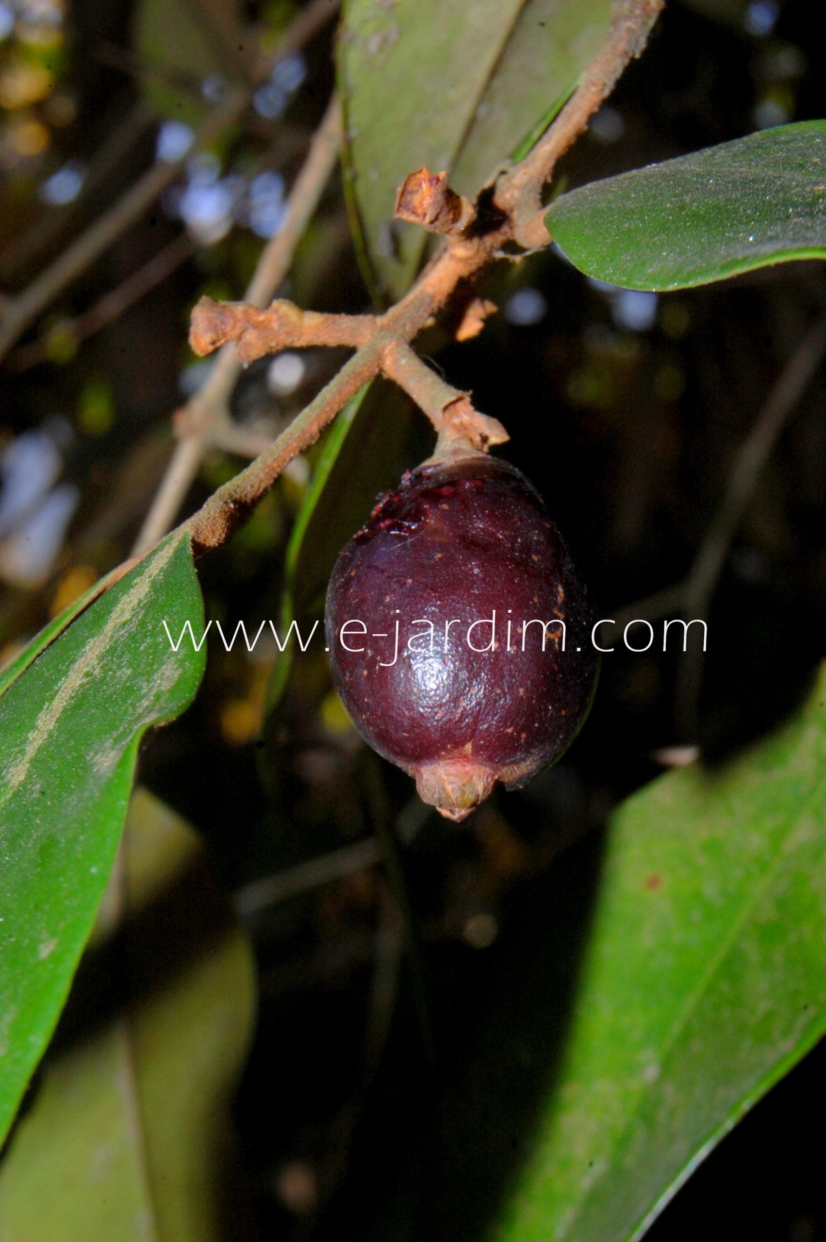 Eugenia macrosperma - Cambucá-Preto - 1 fresh seed / 1 frischer Samen