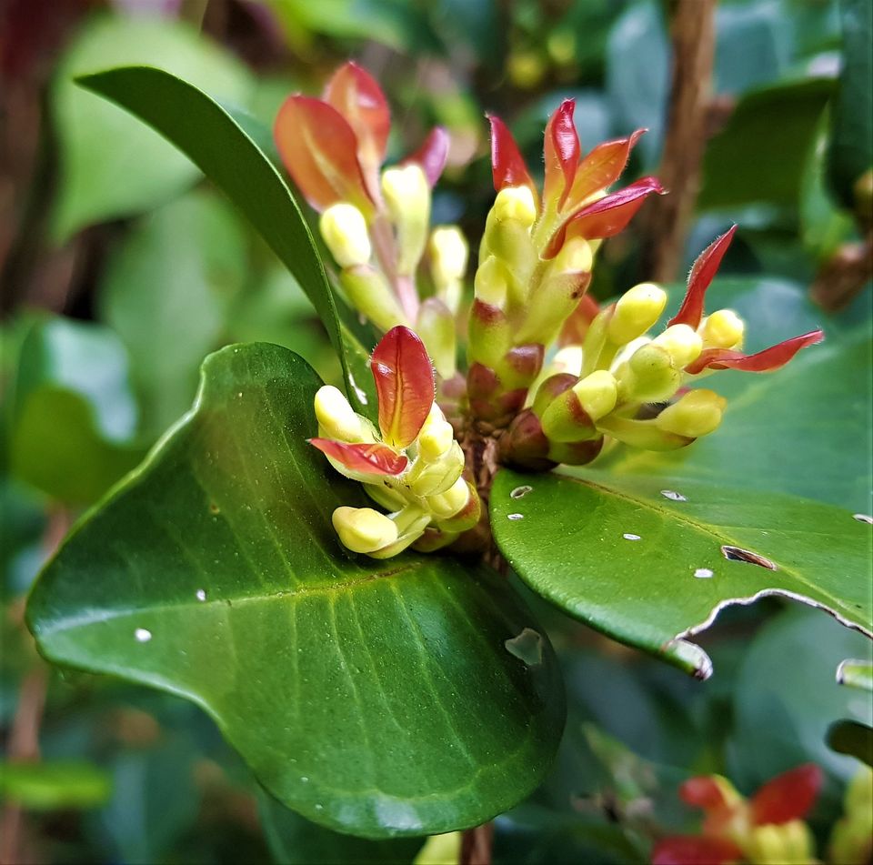 Dwarf Grumixama (Eugenia itaguahiensis) - 1 fresh seed / 1 frischer Samen