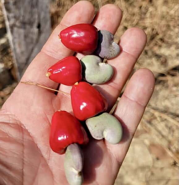 Cajuzinho - Anacardium humile - 2 fresh seeds / 2 frische Samen