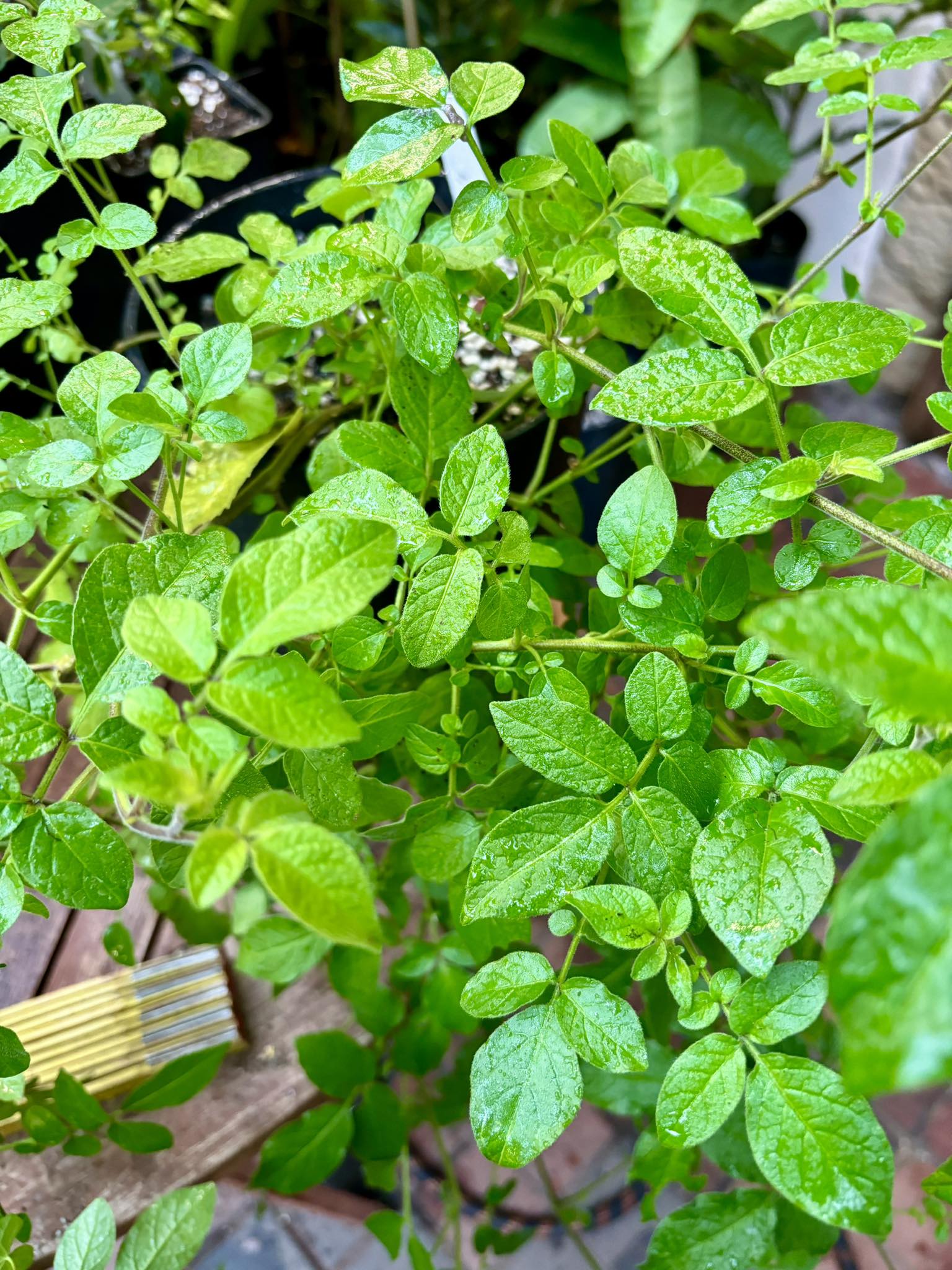 Tzimbalo Wild (Solanum sp) - 1 potted plant / 1 getopfte Pflanze