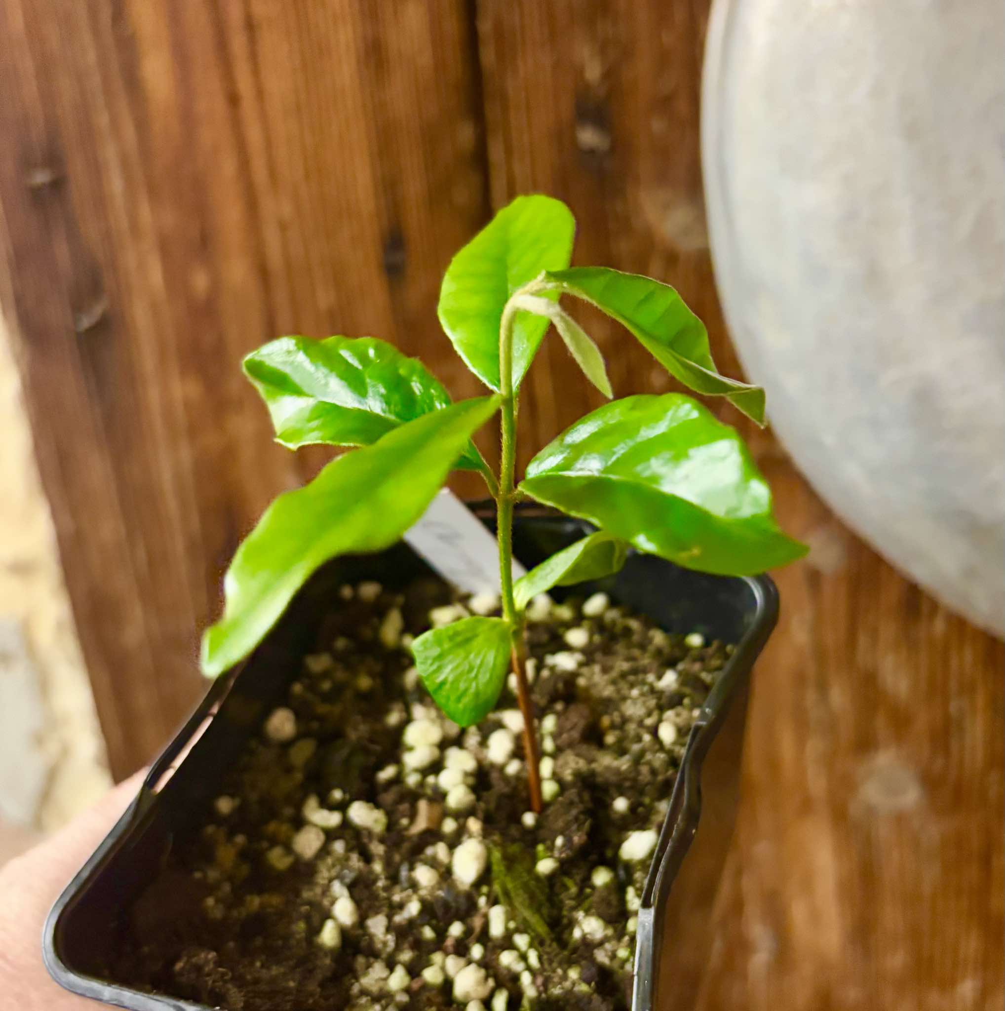 Chrysophyllum januariense  -  1 small potted seedling / 1 kleiner, getopfter Sämling