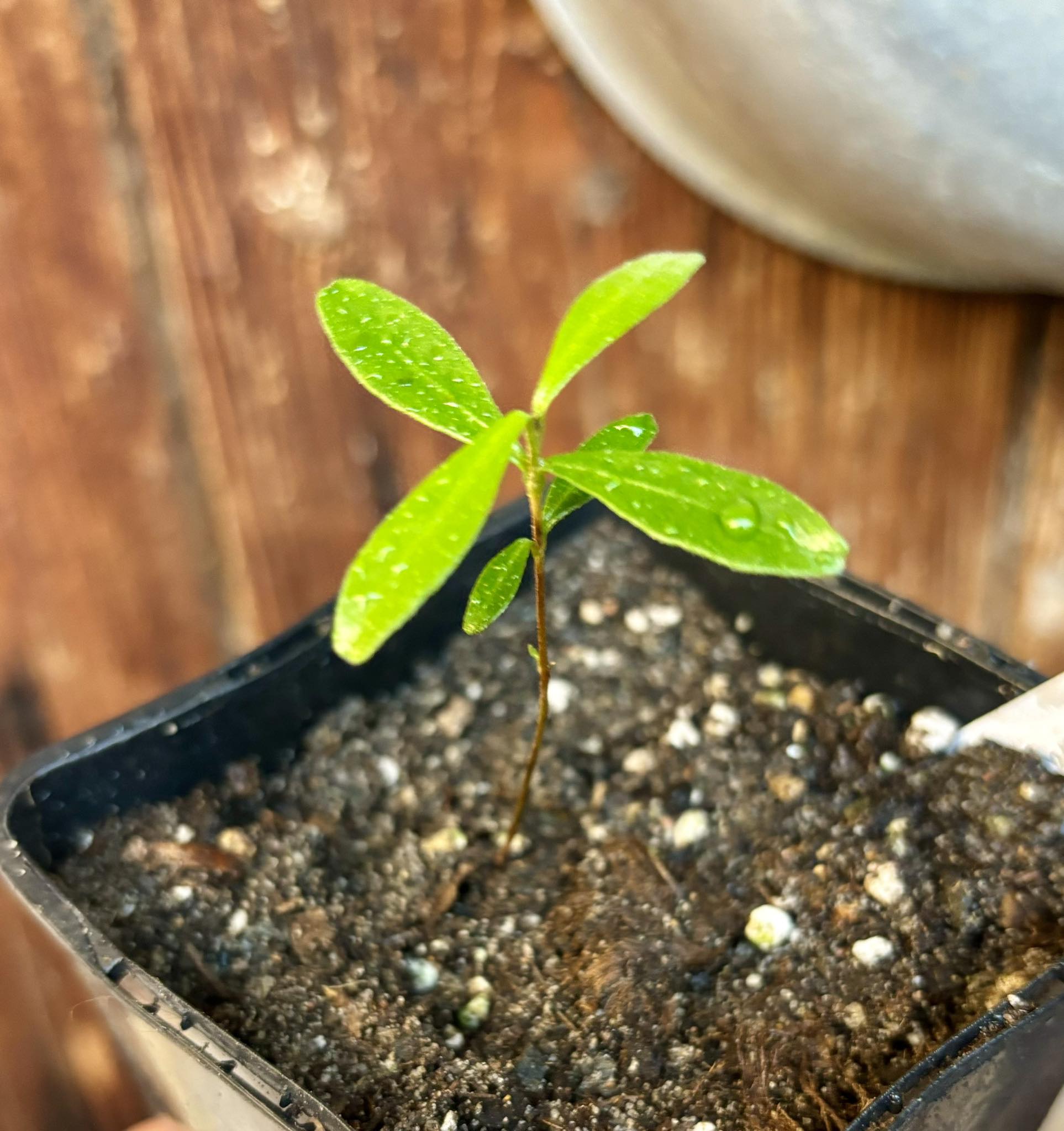 Pitomba (Eugenia luschnathiana) 1 potted plant / 1 getopfte Pflanze