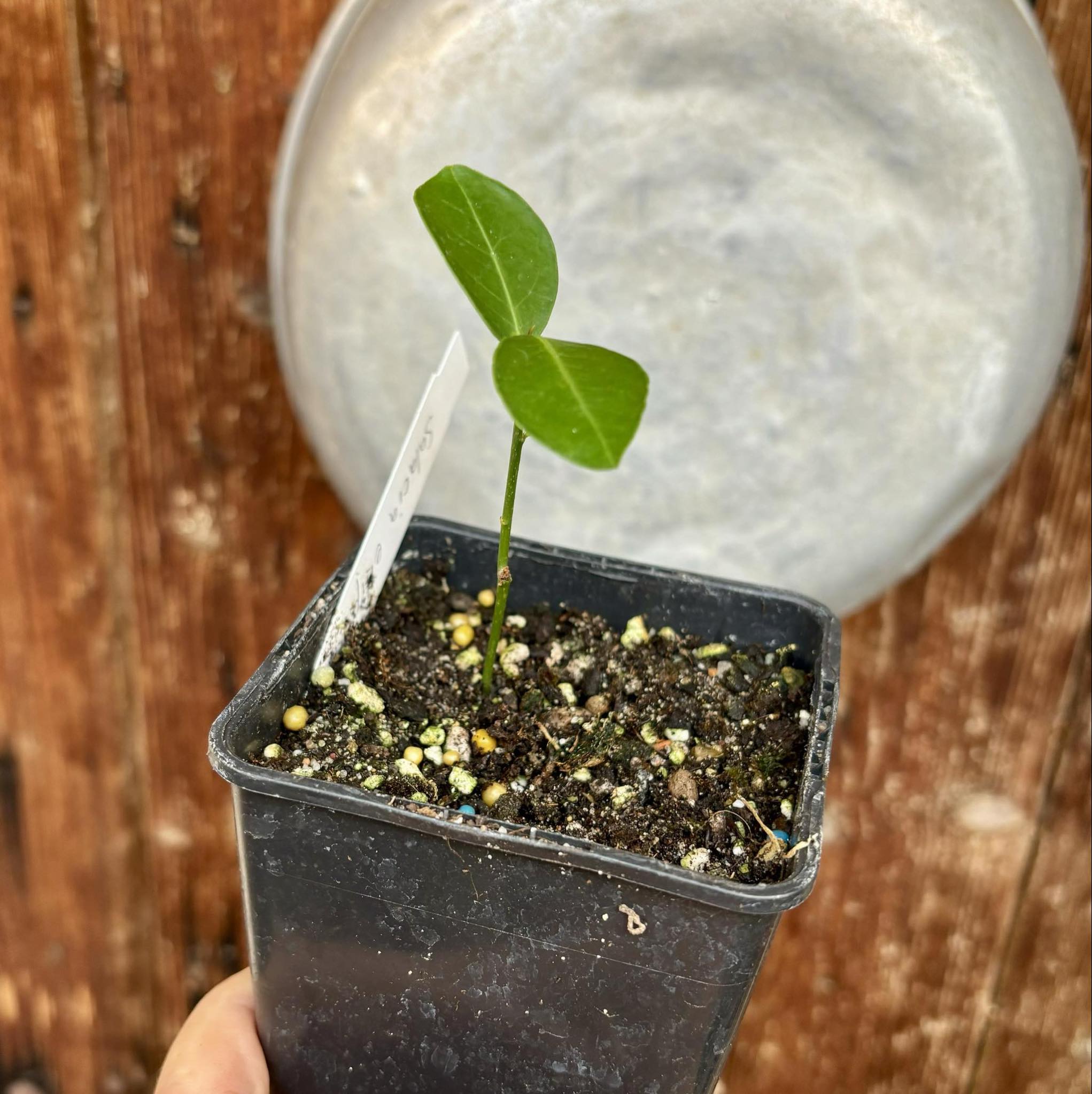 Salacia elliptica -  1 potted plant / 1 getopfte Pflanze