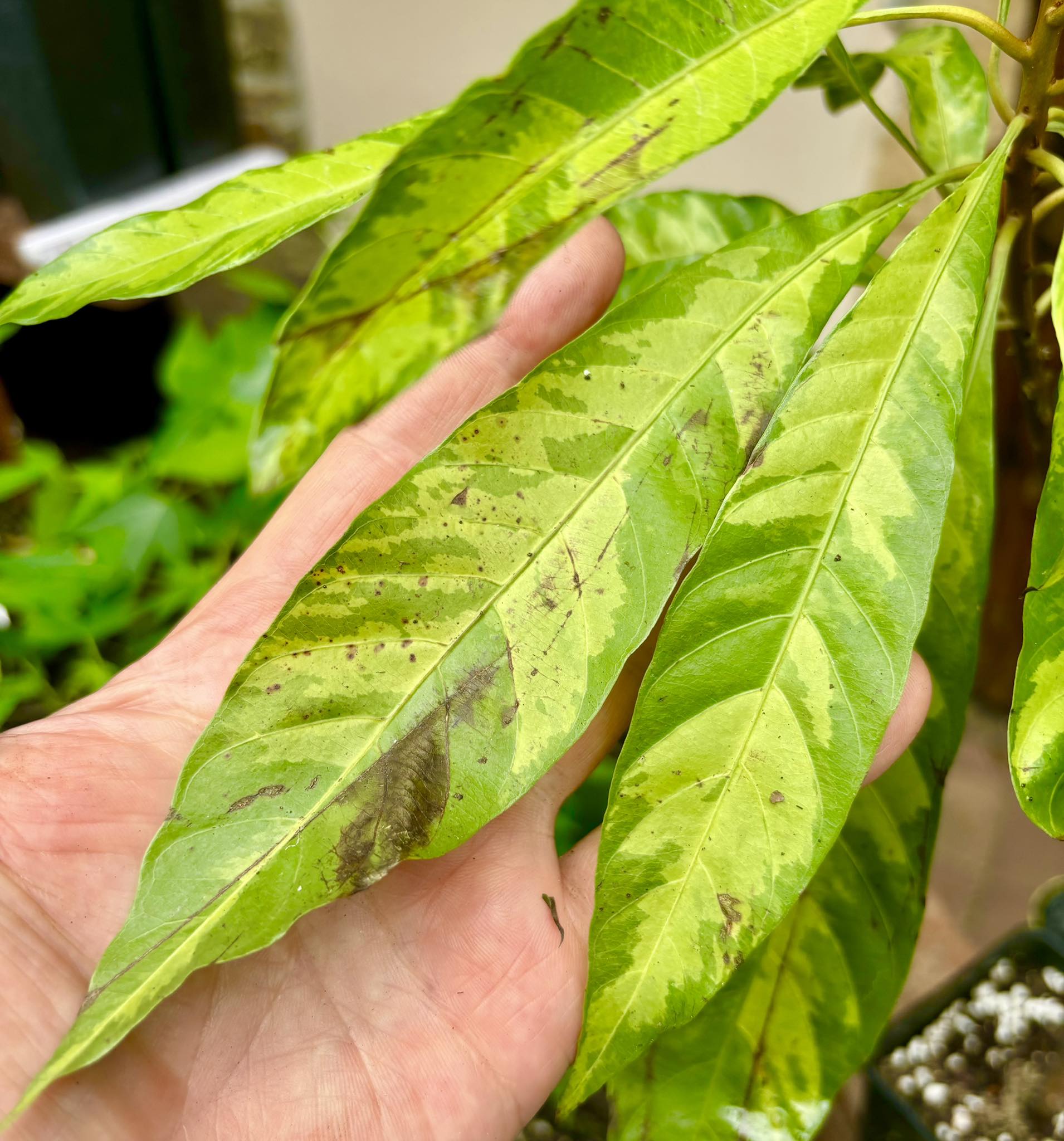 Canistel (Pouteria campechiana) VARIEGATED - 1 potted plant / 1 getopfte Pflanze