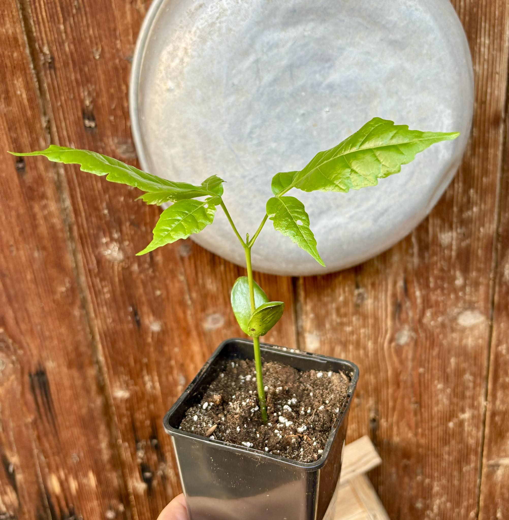 Santol (Sandoricum koetjape)  - 1 potted plant / 1 getopfte Pflanze