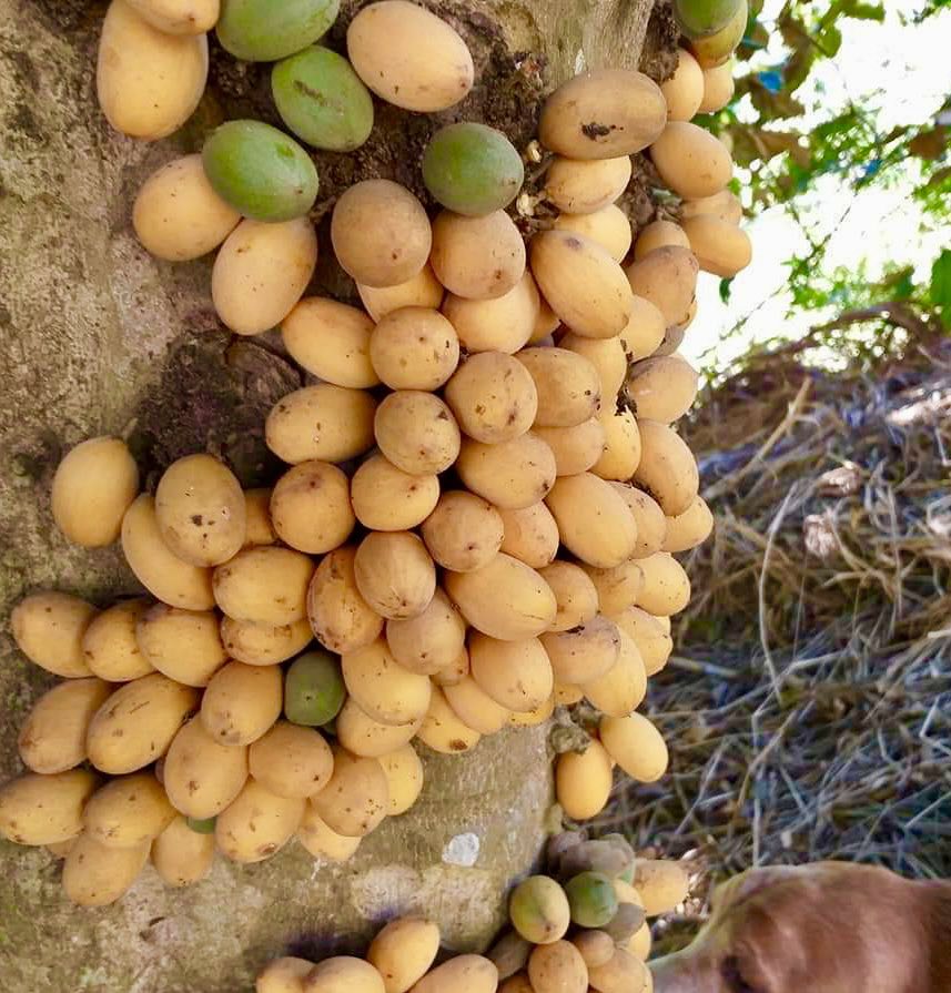 Marmixa (Pradosia lactescens) 1 potted plant / 1 getopfte Pflanze