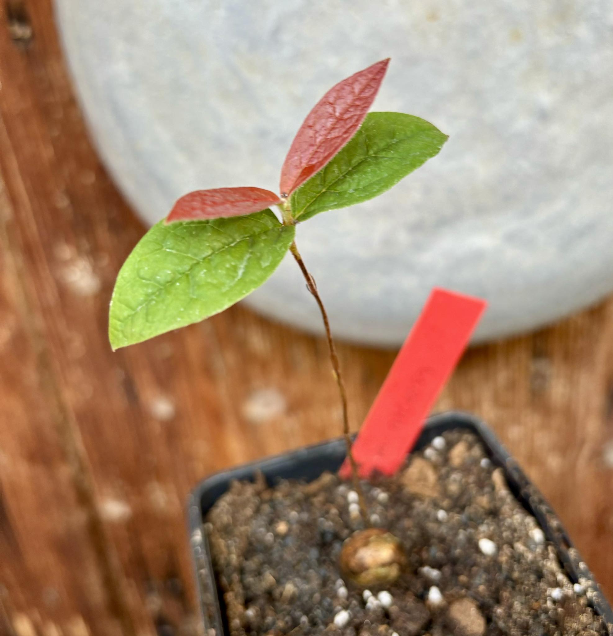 Eugenia arenosa -  1 potted seedling / 1 getopfter Sämling