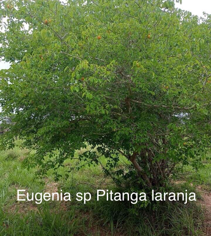 Eugenia sp Laranja Serralandia - 1 potted plant / 1 getopfte Pflanze